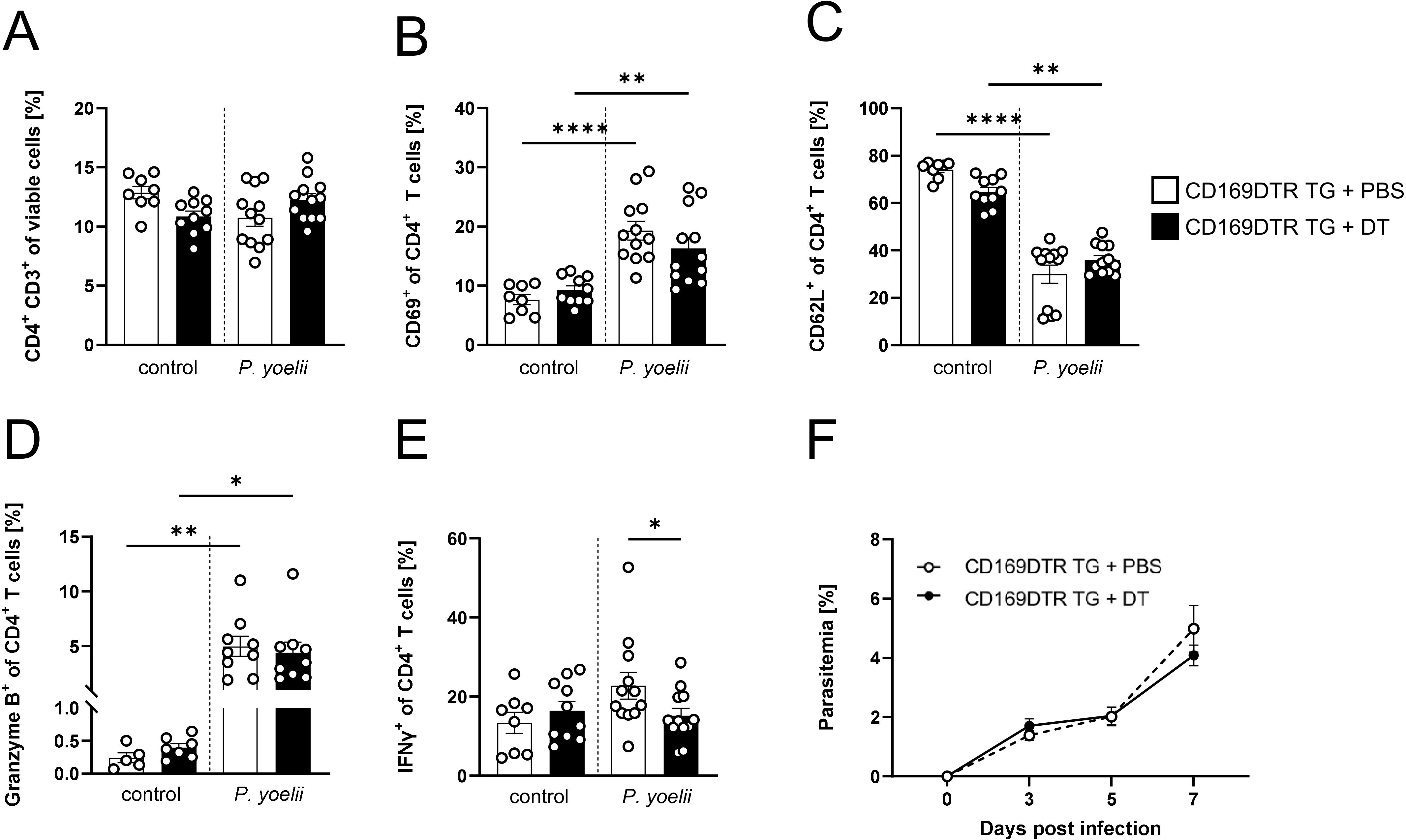 Bar and line graphs showing percentages of various CD4+ T cell markers and parasitemia in CD169DTR TG mice. Panels A-E depict the expression of CD4, CD69, CD62L, Granzyme B, and IFNγ in control versus P. yoelii conditions. Panel F shows parasitemia levels over seven days post-infection. White bars or points represent CD169DTR TG plus PBS, and black bars or points represent CD169DTR TG plus DT. Statistical significance is indicated by asterisks.