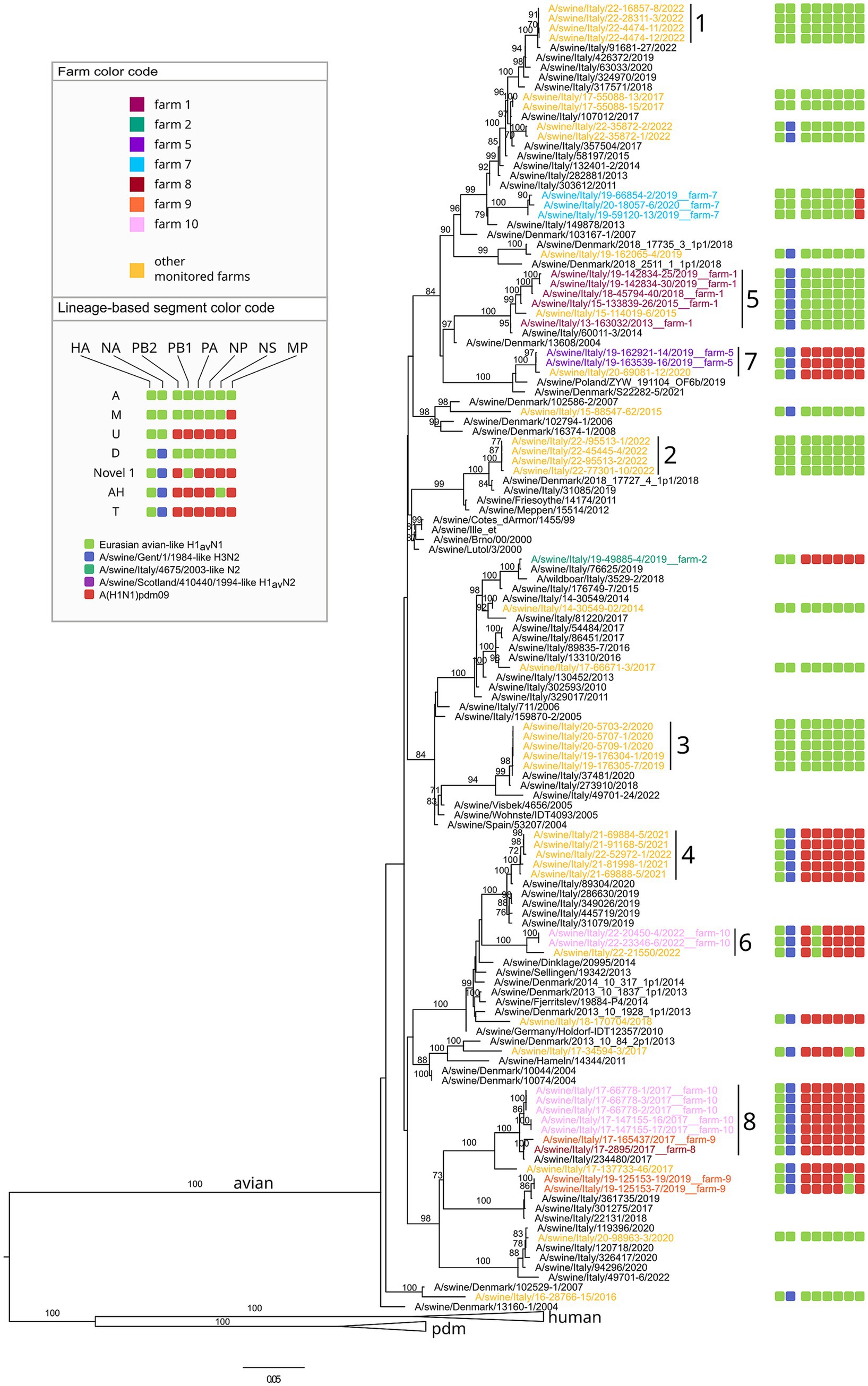 Phylogenetic tree of HA gene, with a focus on avian lineage. Labels indicate conserved genetic clusters that includes viruses from at least two different farms. On the right of each sample described in this study, eight color-coded blocks represent the genetic constellation of the corresponding genotype.