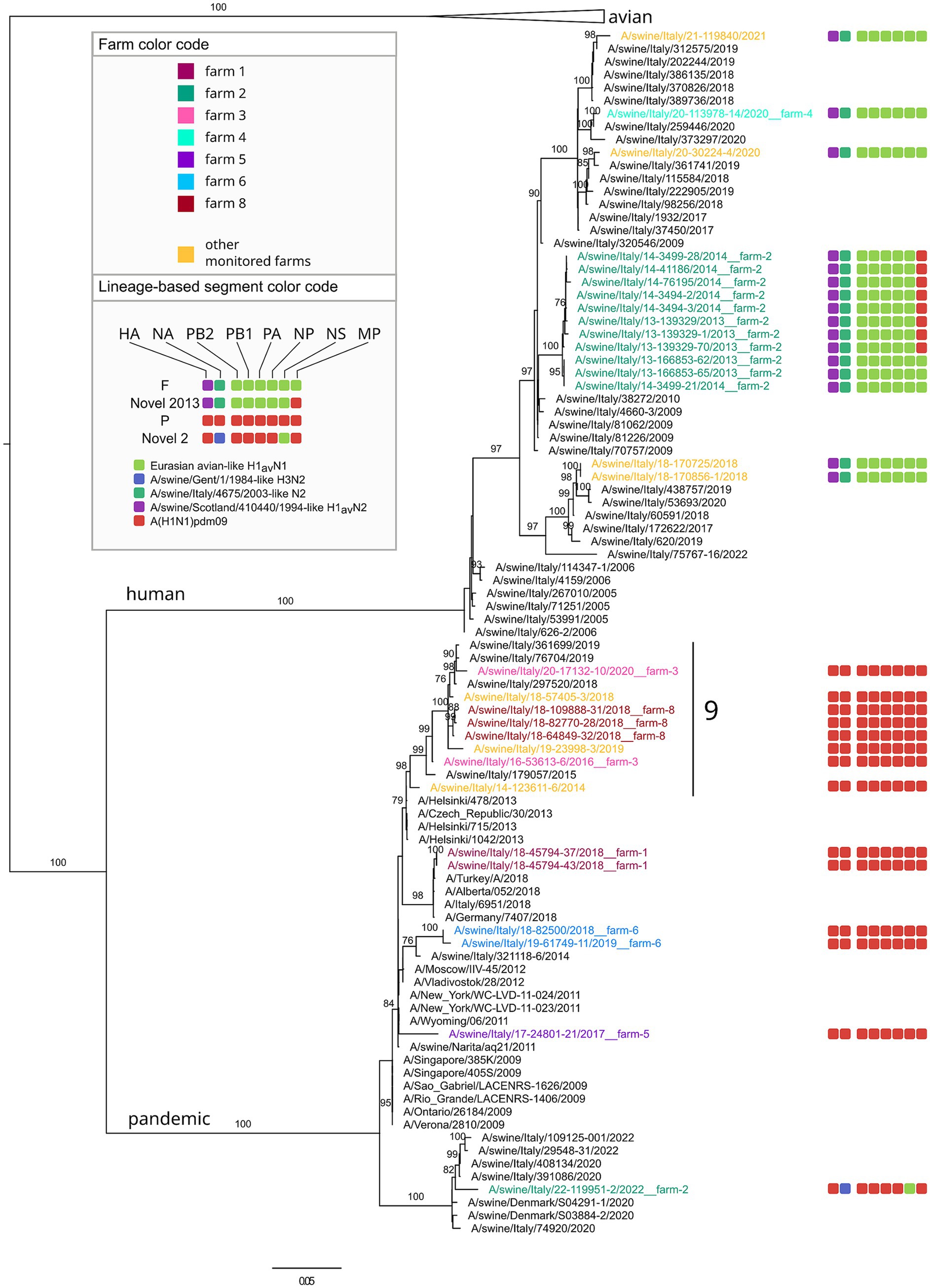 Phylogenetic tree of HA gene, with a focus on pandemic and human lineages. Labels indicate conserved genetic clusters that includes viruses from at least two different farms. On the right of each sample described in this study, eight color-coded blocks represent the genetic constellation of the corresponding genotype.