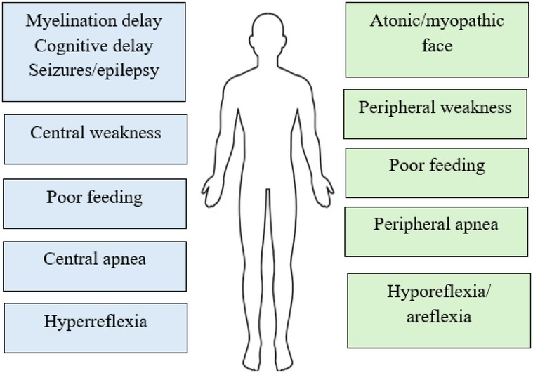 Diagram featuring a human outline with symptoms listed on either side. Left side: myelination delay, cognitive delay, seizures/epilepsy, central weakness, poor feeding, central apnea, hyperreflexia. Right side: atonic/myopathic face, peripheral weakness, poor feeding, peripheral apnea, hyporeflexia/areflexia. Blue boxes indicate central symptoms, green boxes indicate peripheral symptoms.