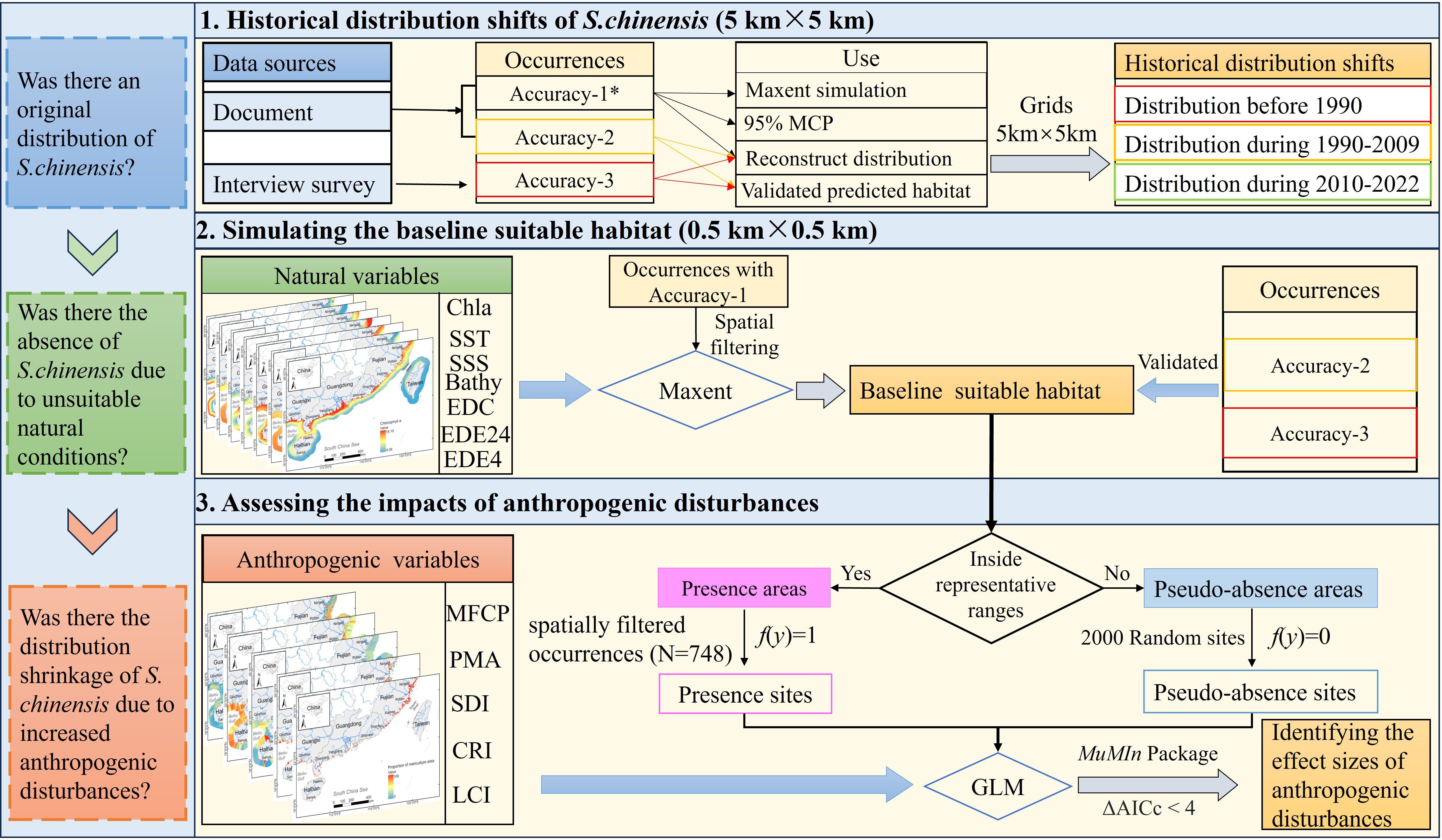 Flowchart illustrating a study on the distribution shifts of S.chinensis. It consists of three sections: 1. Historical distribution shifts using data from documents and interviews, highlighting distribution shifts from 1990-2022. 2. Simulating baseline suitable habitat using Maxent with natural variables like Chla and SST, validated with occurrences (Accuracy-2 and 3). 3. Assessing the impacts of anthropogenic disturbances such as MFCP and PMA,dividing baseline suitable habitat into areas of presence and pseudo-absence through representative ranges, and using GLM to identify the effect sizes of the five anthropogenic disturbances on distribution contraction.