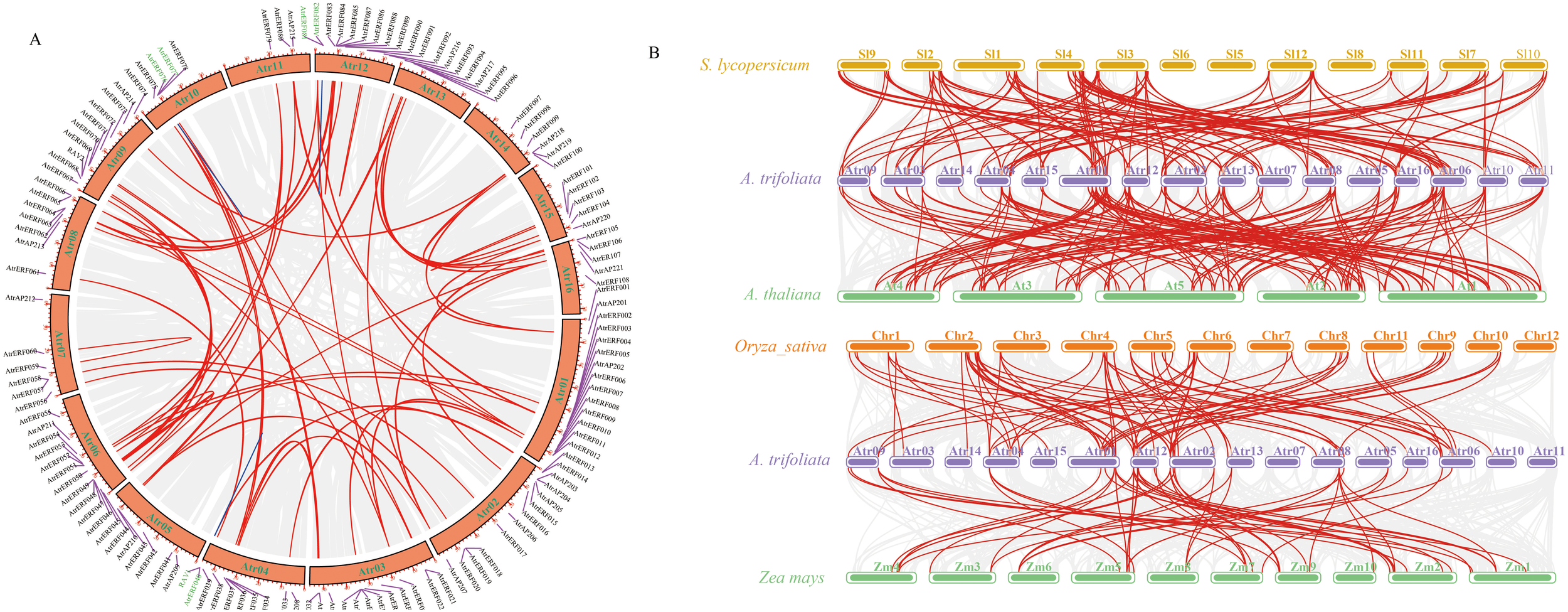 Panel A is a circular gene interaction diagram, with red lines indicating association ; Panel B shows the interaction network between different species genes and Akebia trifoliata genes, and the red line connection is shown.