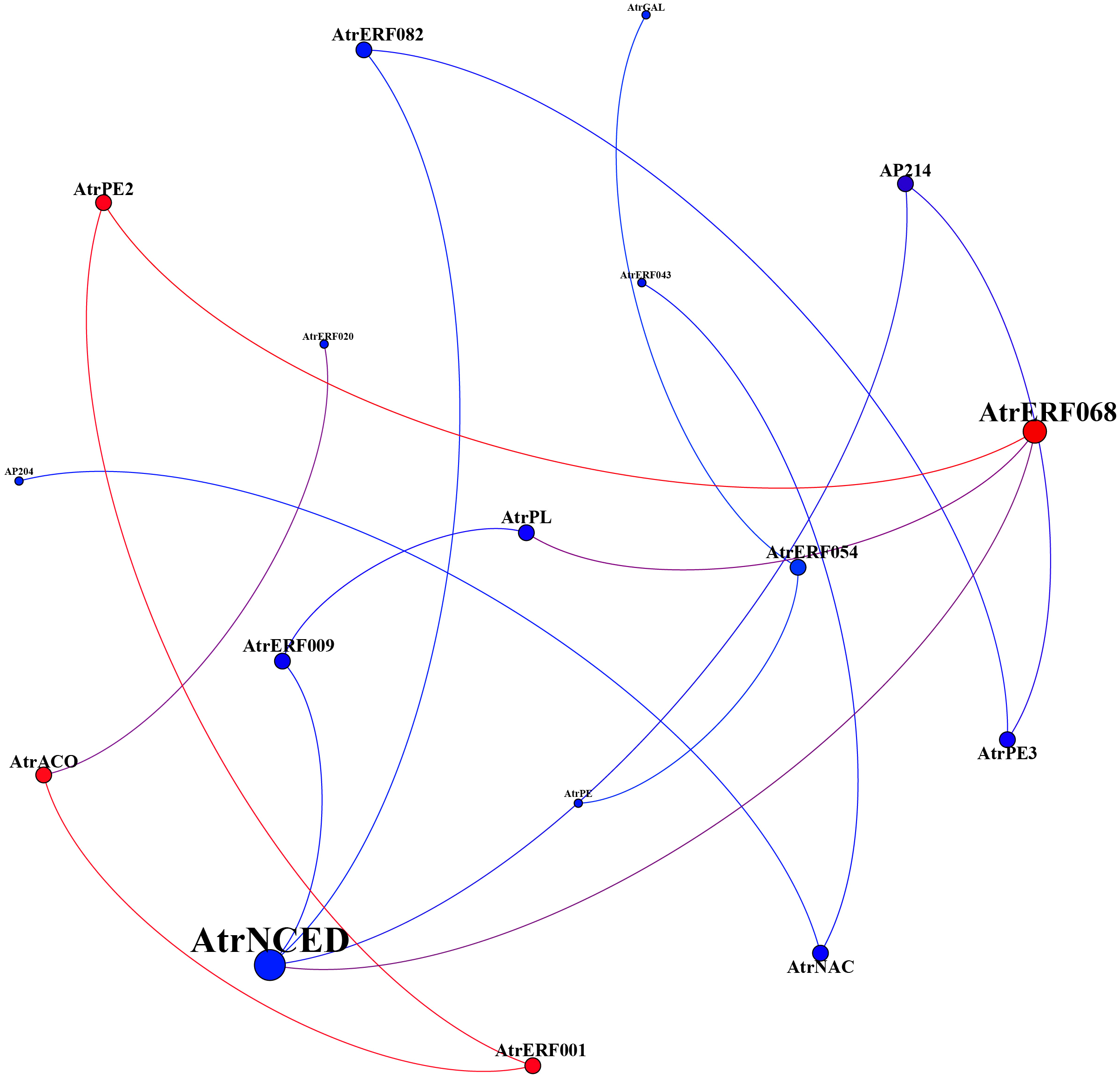 Network diagram showing nodes labeled with names like AtrERF082, AtrPE2, and AtrNCED, connected by blue and red lines. Larger nodes appear to have more connections, indicating central roles in the network.