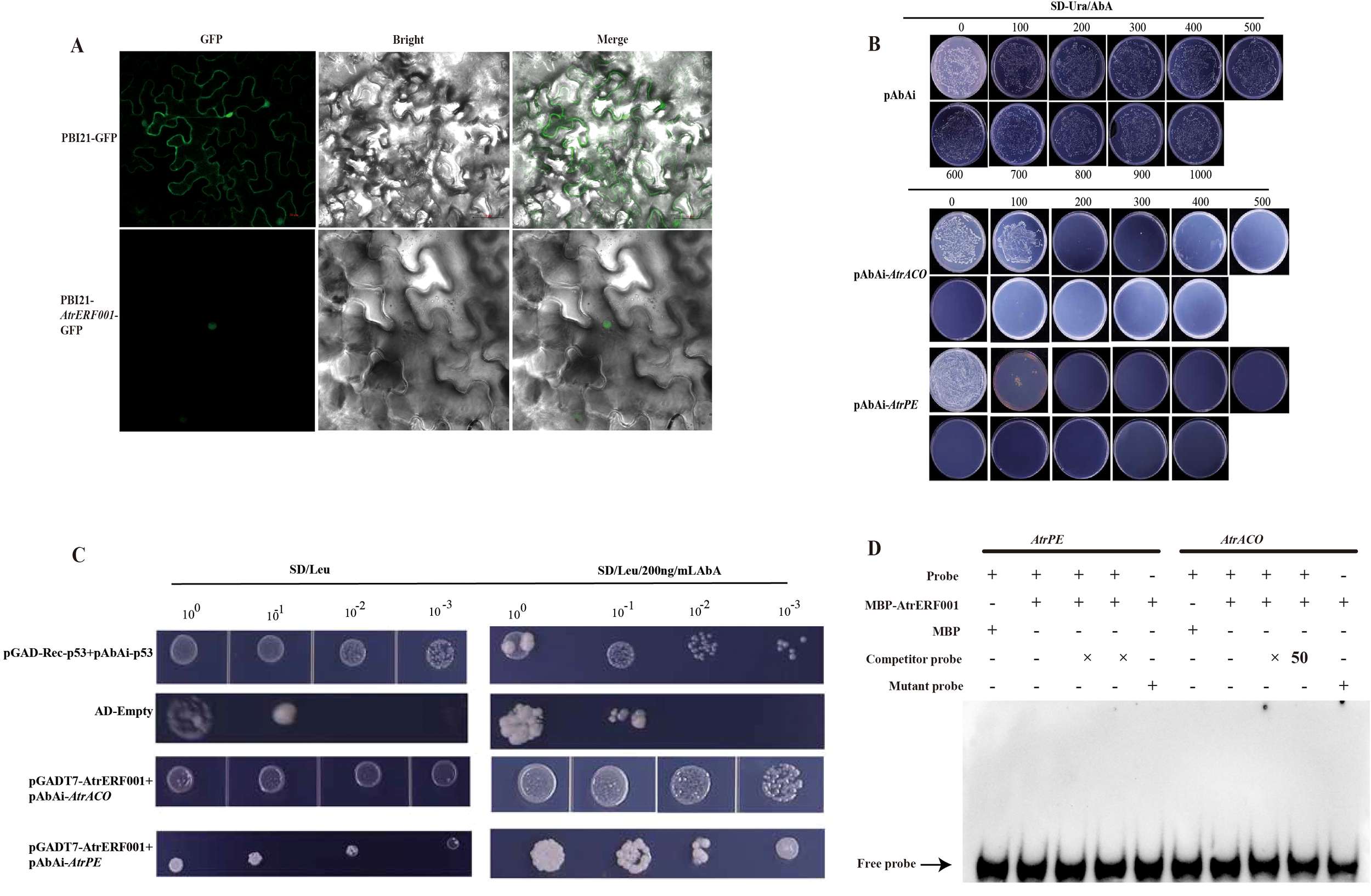 Panel A shows green fluorescent protein (GFP) images, with upper row indicating pBI21-GFP and lower showing pBI21-AtERF001-GFP, displaying GFP, bright field, and merged views. Panel B presents yeast one-hybrid assay results with circular growth plates showing reactions to different concentrations of SD/-Ura/AbA in pAbAi, pAbAi::AtrACO, and pAbAi::AtrPE constructs. Panel C displays yeast two-hybrid assay results under SD/-Leu and SD/-Leu/200ng/mL AbA conditions, testing pGADT7::AtERF001 with pAbAi::AtrACO and pAbAi::AtrPE. Panel D features electrophoretic mobility shift assay (EMSA), with free probe movement indicating probe interactions.