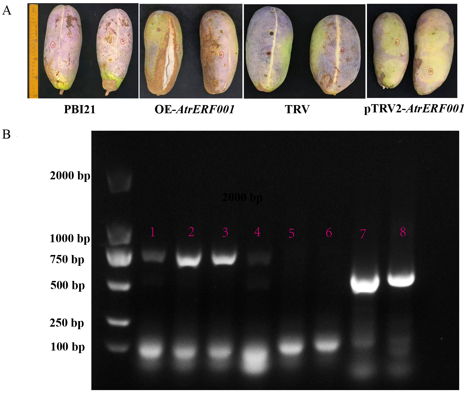 Panel A shows four pairs of mangoes labeled PB121, OE-AtrERF001, TRV, and pTRV2-AtrERF001, each displaying varying levels of brown spots. Panel B displays a gel electrophoresis image with eight lanes. A DNA ladder on the side indicates bands at sizes from one hundred to two thousand base pairs. Lane numbers one through eight have visible DNA bands, with some lanes showing more intense bands at approximately one thousand base pairs.