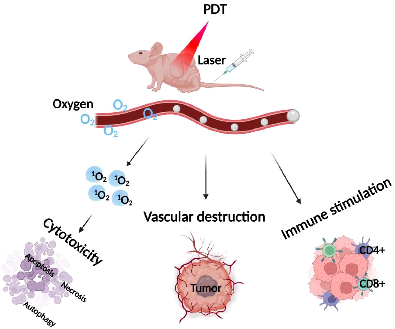 Illustration depicting the effects of photodynamic therapy (PDT). A mouse is shown receiving a laser treatment, generating reactive oxygen species in blood vessels. This results in cytotoxicity, vascular destruction, and immune stimulation, marked by apoptosis, necrosis, autophagy, tumor impact, and activation of CD4+ and CD8+ cells.