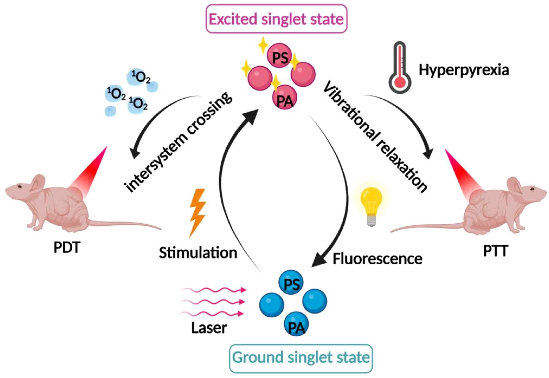 Diagram showing the process involving excited singlet and ground singlet states, intersystem crossing, and vibrational relaxation. It features two mice labeled PDT and PTT, with arrows indicating energy transitions, stimulation, and fluorescence. The cycle involves PS, PA molecules, lasers, and resulting hyperpyrexia.