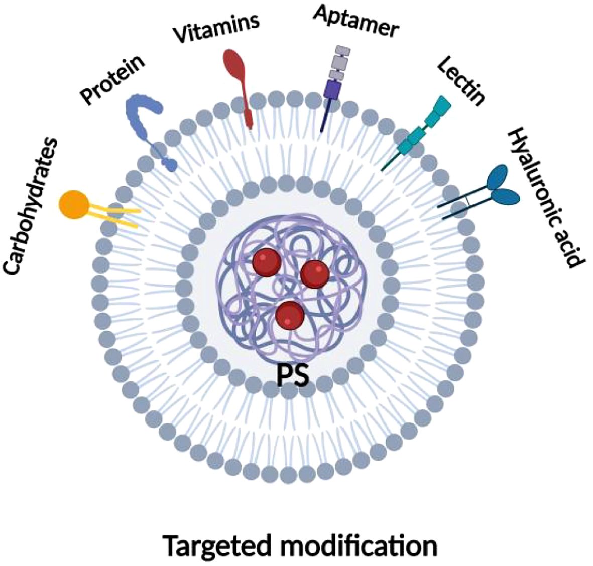 Illustration of a targeted modification structure featuring a layered circle. The outer layer has icons labeled carbohydrates, protein, vitamins, aptamer, lectin, and hyaluronic acid. The inner circle contains a tangle of lines labeled PS, surrounded by red spheres.