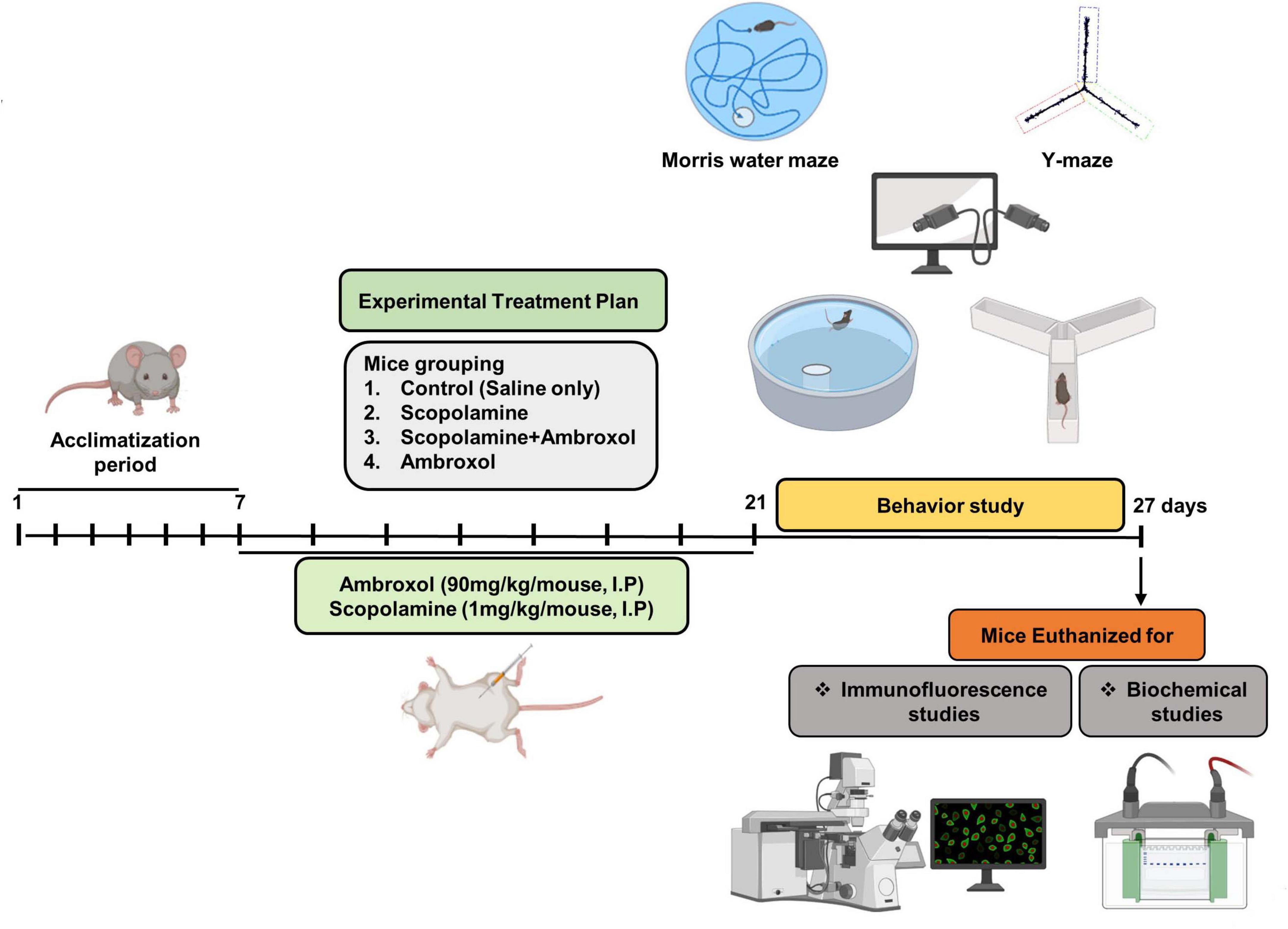 Experimental timeline for studying mice behavior and treatment. Mice undergo a seven-day acclimatization, followed by treatment groups: control, scopolamine, scopolamine plus ambroxol, and ambroxol. Dosages are 90 milligrams per kilogram for ambroxol and 1 milligram per kilogram for scopolamine, administered intraperitoneally. Behavioral studies are conducted on day twenty-one using the Morris water maze and Y-maze. On day twenty-seven, mice are euthanized for immunofluorescence and biochemical studies, illustrated with lab equipment icons.