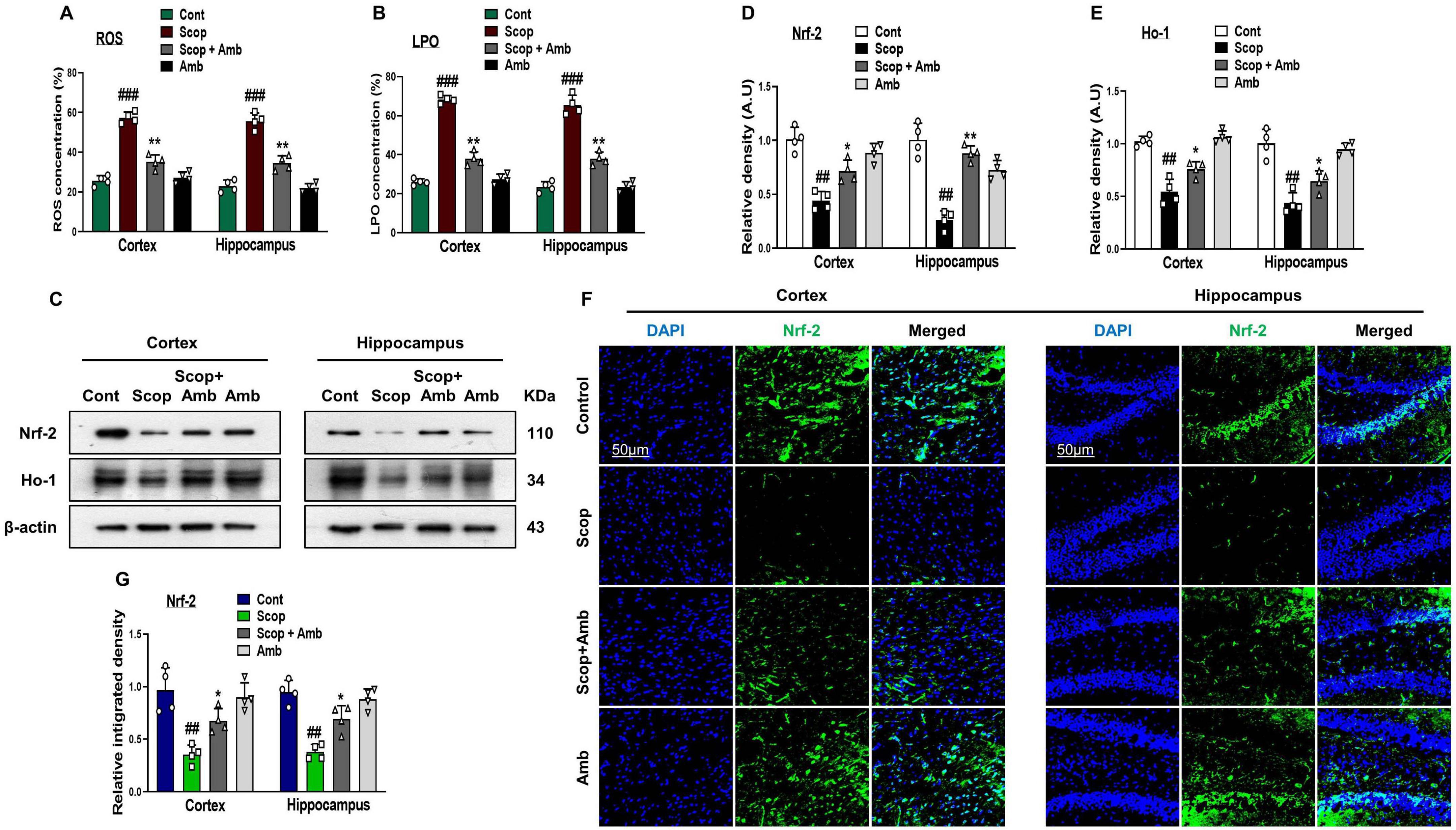 A series of panels present data and images related to oxidative stress and protein expression in the cortex and hippocampus. Panels A and B show bar graphs of ROS and LPO concentrations, with various treatments (Cont, Scop, Scop + Amb, Amb) affecting levels differently. Panels D and E depict relative density of Nrf-2 and Ho-1 proteins, while Panel C shows Western blot images for Nrf-2, Ho-1, and β-actin. Panel F features fluorescence microscopy images of Nrf-2 in cortex and hippocampus sections. Panel G displays graphs of relative integrated density for Nrf-2. Statistical significance is indicated by asterisks and hash symbols.