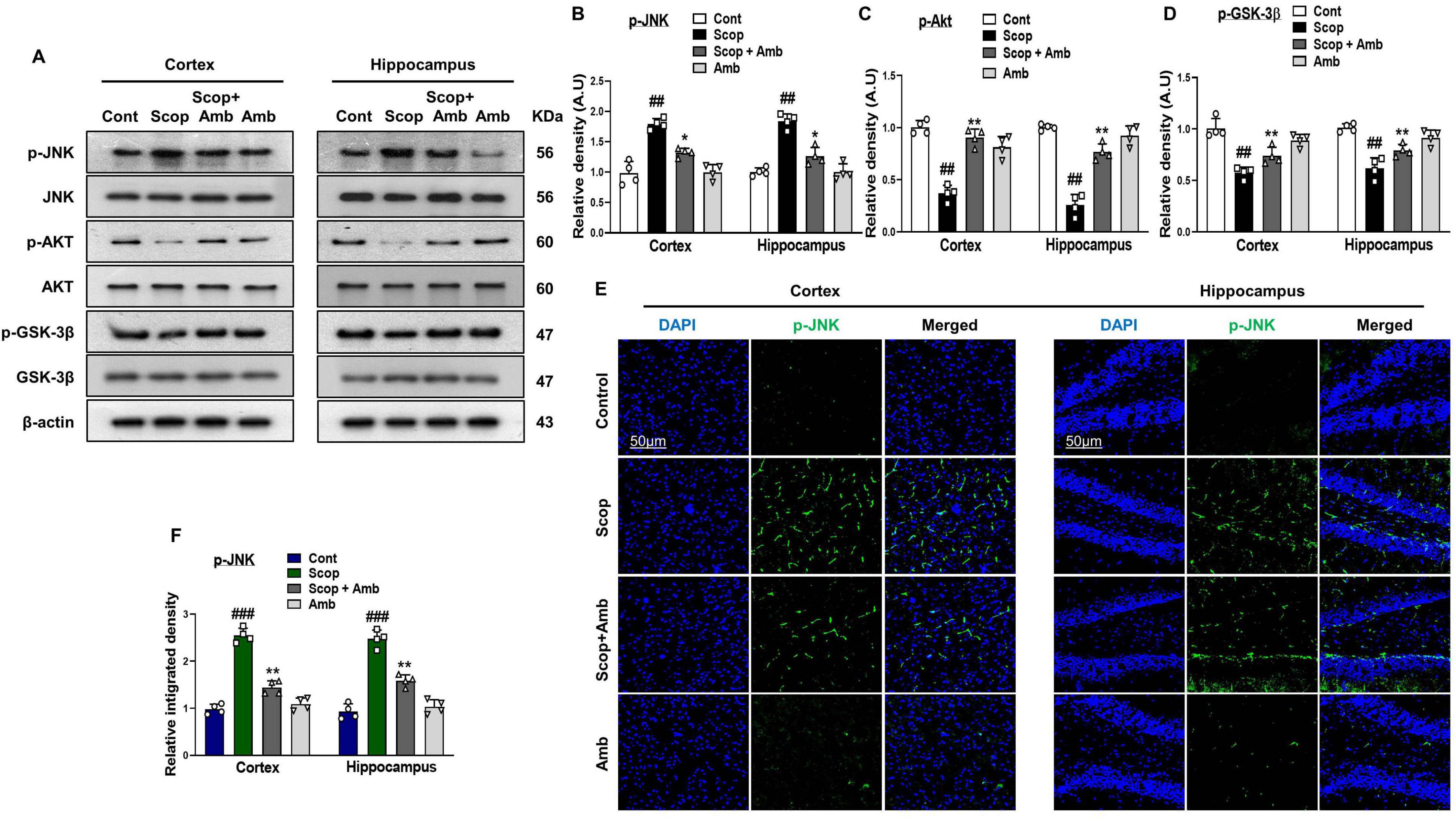 A composite image showing multiple panels of biochemical and histological data. Panel A: Western blots display protein expression in the cortex and hippocampus across different treatments, labeled Cont, Scop, Scop + Amb, and Amb. Panels B-D: Bar graphs represent relative density measurements of p-JNK, p-AKT, and p-GSK-3β, each comparing treatment effects in cortex and hippocampus. Panel E: Microscopic images show DAPI and p-JNK staining in cortex and hippocampus, with merged views for each treatment condition. Panel F: A bar graph quantifies p-JNK levels, illustrating significant differences between treatments.