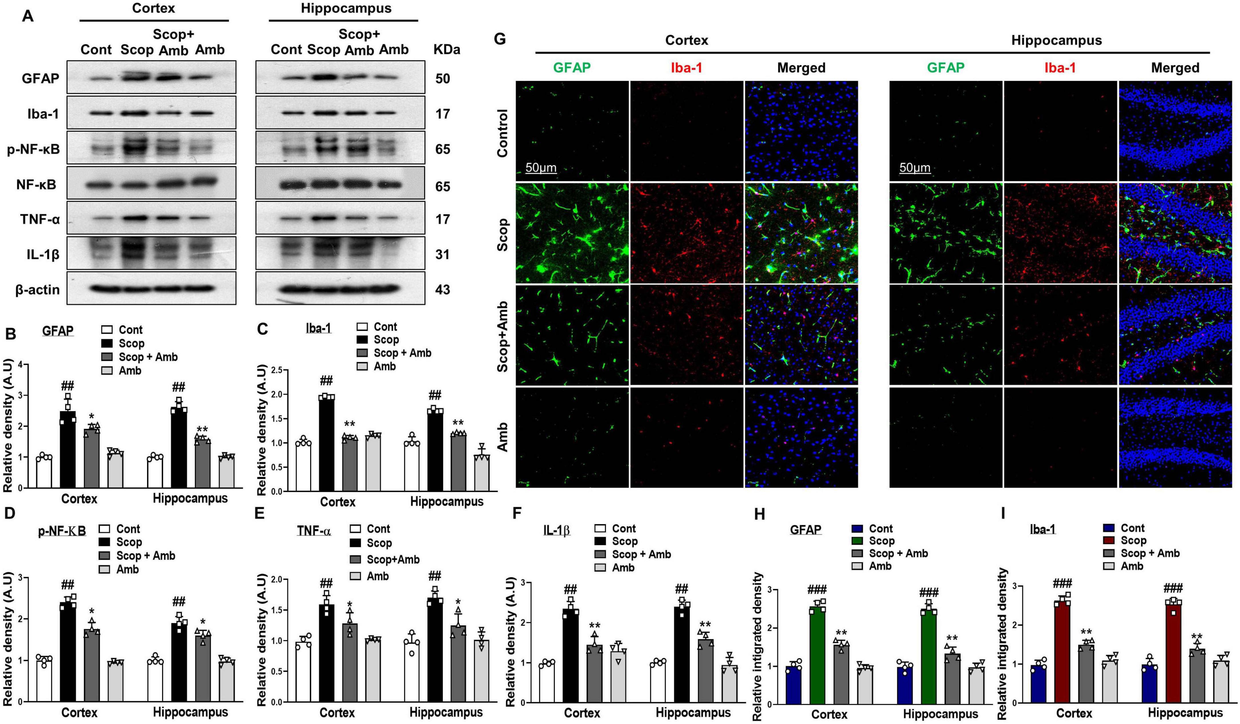 Western blot analysis and microscopy images illustrating protein expression in cortex and hippocampus under different conditions: Control, Scopolamine (Scop), Scop plus Ambroxol (Amb), and Ambroxol. Panels A-I show protein bands for GFAP, Iba-1, p-NF-κB, NF-κB, TNF-α, and IL-1β with corresponding quantitative graphs. Microscopy sections display GFAP and Iba-1 immunofluorescence with merged images, highlighting cell morphology changes. Bar graphs depict relative density and integrated intensity of these markers across conditions.