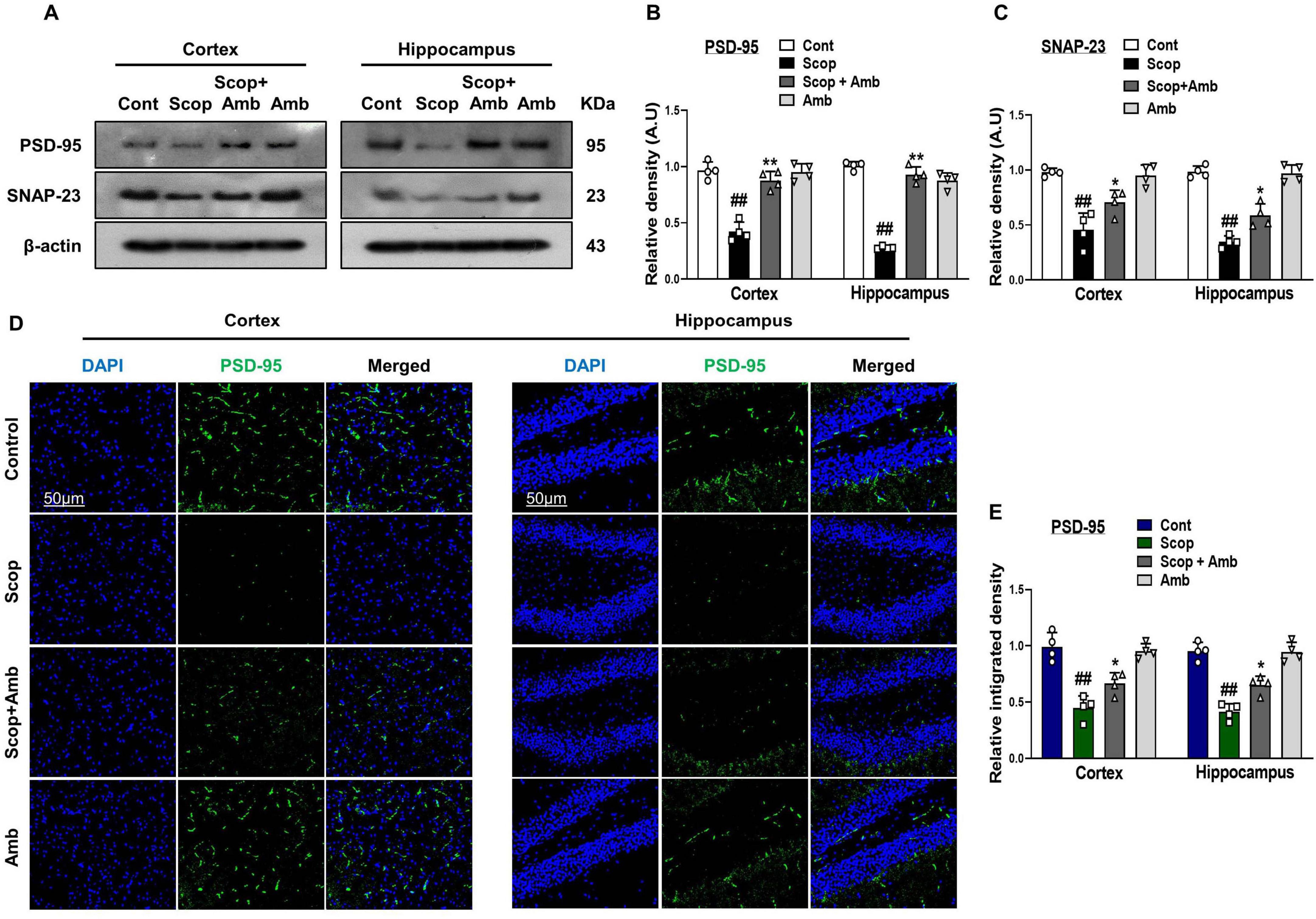 Western blot and immunofluorescence analyses display data on protein expression in cortex and hippocampus samples. Panel A shows protein bands for PSD-95, SNAP-23, and β-actin. Panels B and C present bar graphs of relative density for PSD-95 and SNAP-23 across different treatments. Panel D provides immunofluorescence images showing expression of PSD-95 with DAPI staining in cortex and hippocampus. Panel E shows a bar graph for PSD-95 relative integrated density across treatments. Statistical significance is indicated by asterisks and hashtags.