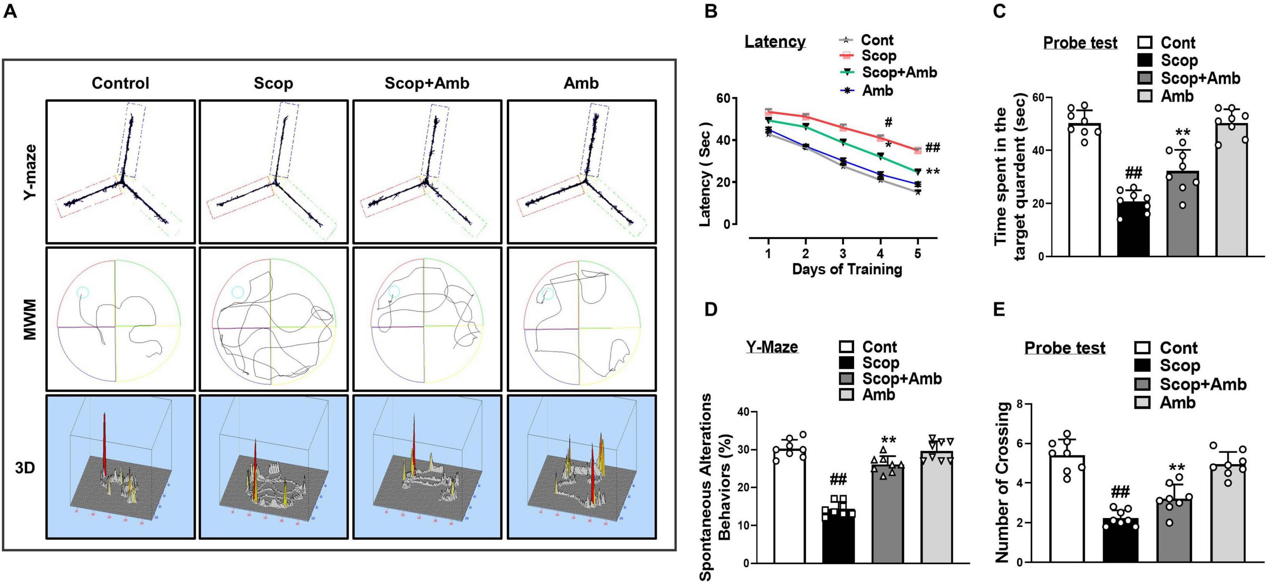 Panel A contains three sets of images comparing Control, Scop, Scop+Amb, and Amb groups. The first row shows Y-maze paths, the second row displays Morris Water Maze (MWM) paths, and the third row presents 3D heat maps. Panel B is a line graph depicting latency times over five days of training for each group, with Control showing the fastest learning. Panels C, D, and E are bar graphs illustrating the time spent in the target quadrant, spontaneous alternation behavior, and the number of crossings, respectively, with statistical significance indicated for certain comparisons.