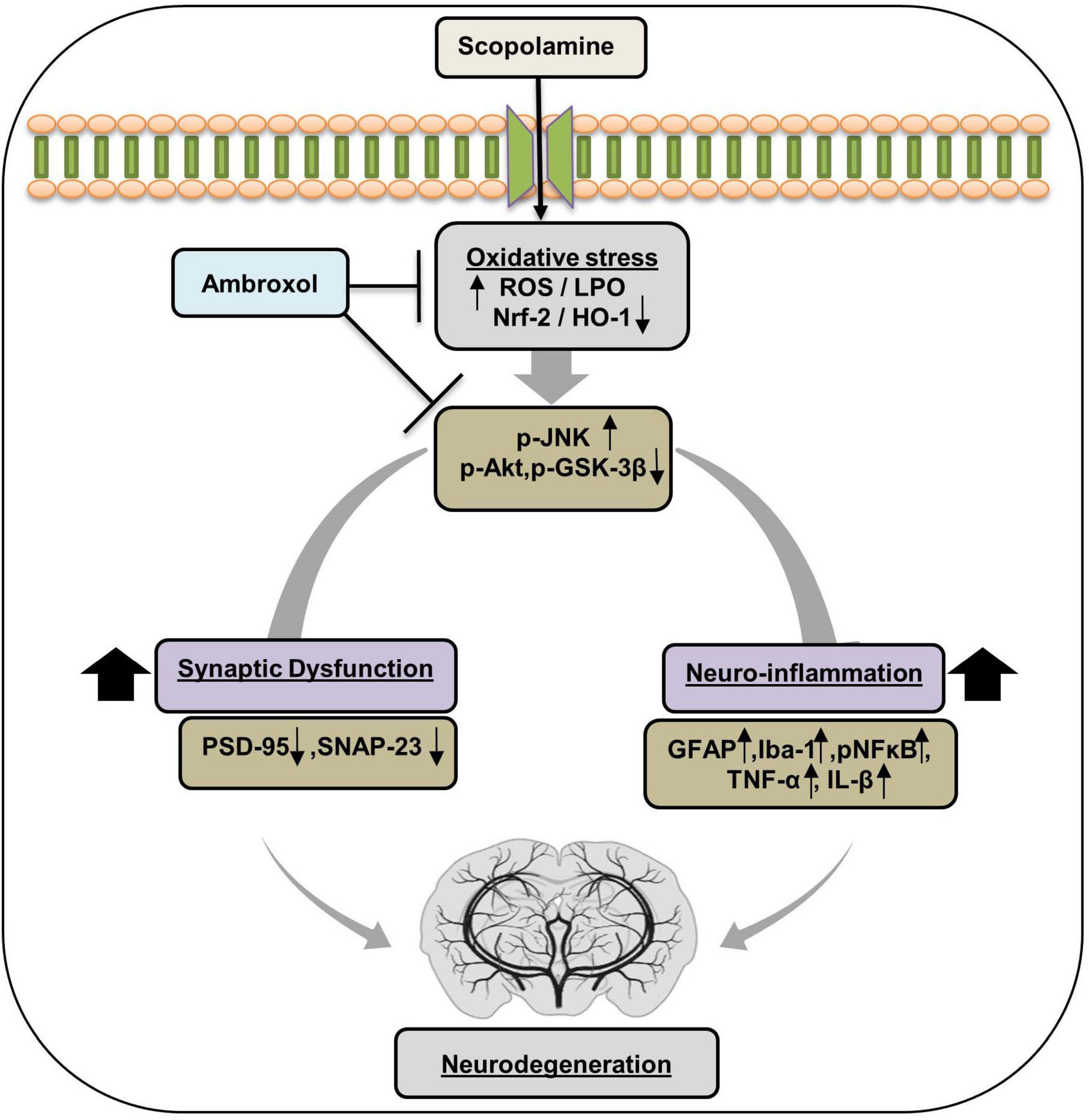 Diagram illustrating the effects of scopolamine on oxidative stress, leading to neuro-inflammation and synaptic dysfunction. Scopolamine increases oxidative stress markers (ROS/LPO) and reduces Nrf-2/HO-1, affecting signaling pathways (p-JNK, p-Akt). This results in synaptic dysfunction (reduced PSD-95, SNAP-23) and neuro-inflammation (increased GFAP, Iba-1, pNFκB, TNF-α, IL-β), contributing to neurodegeneration. Ambroxol inhibits these pathways. Arrows indicate the flow of influence.