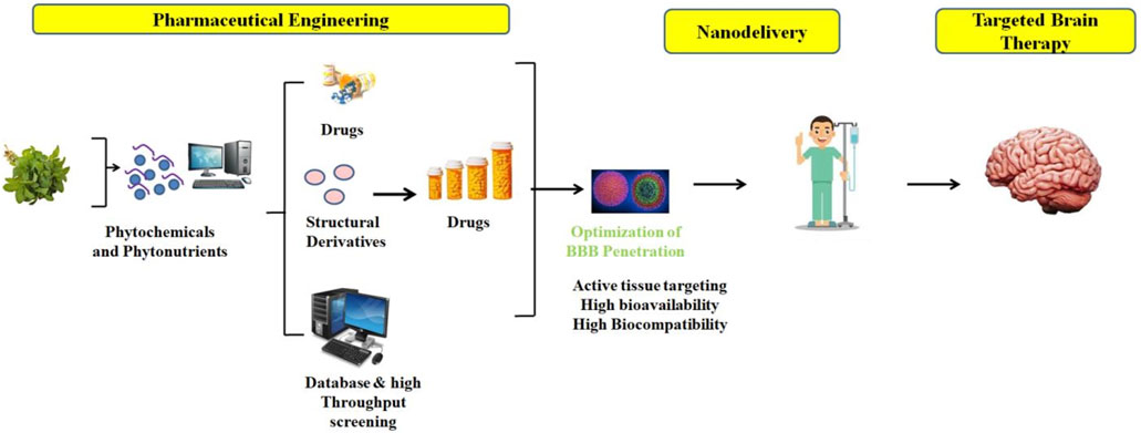 Flowchart illustrating the process from pharmaceutical engineering to targeted brain therapy. Starting with phytochemicals and phytonutrients, moving through drug formulation and optimization of blood-brain barrier penetration, culminating in targeted brain delivery. Highlights include active tissue targeting, high bioavailability, and high biocompatibility.