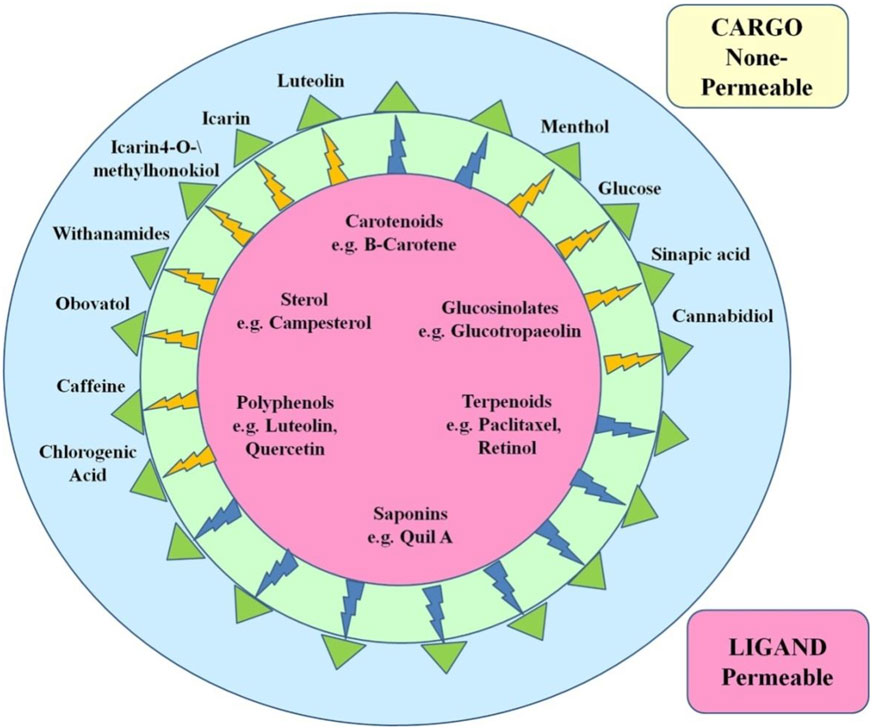 Diagram illustrating a transport cycle for non-permeable cargo and permeable ligands. The outer blue section lists compounds like luteolin, icariin, and caffeine. The pink inner section highlights examples such as carotenoids, polyphenols, and terpenoids.
