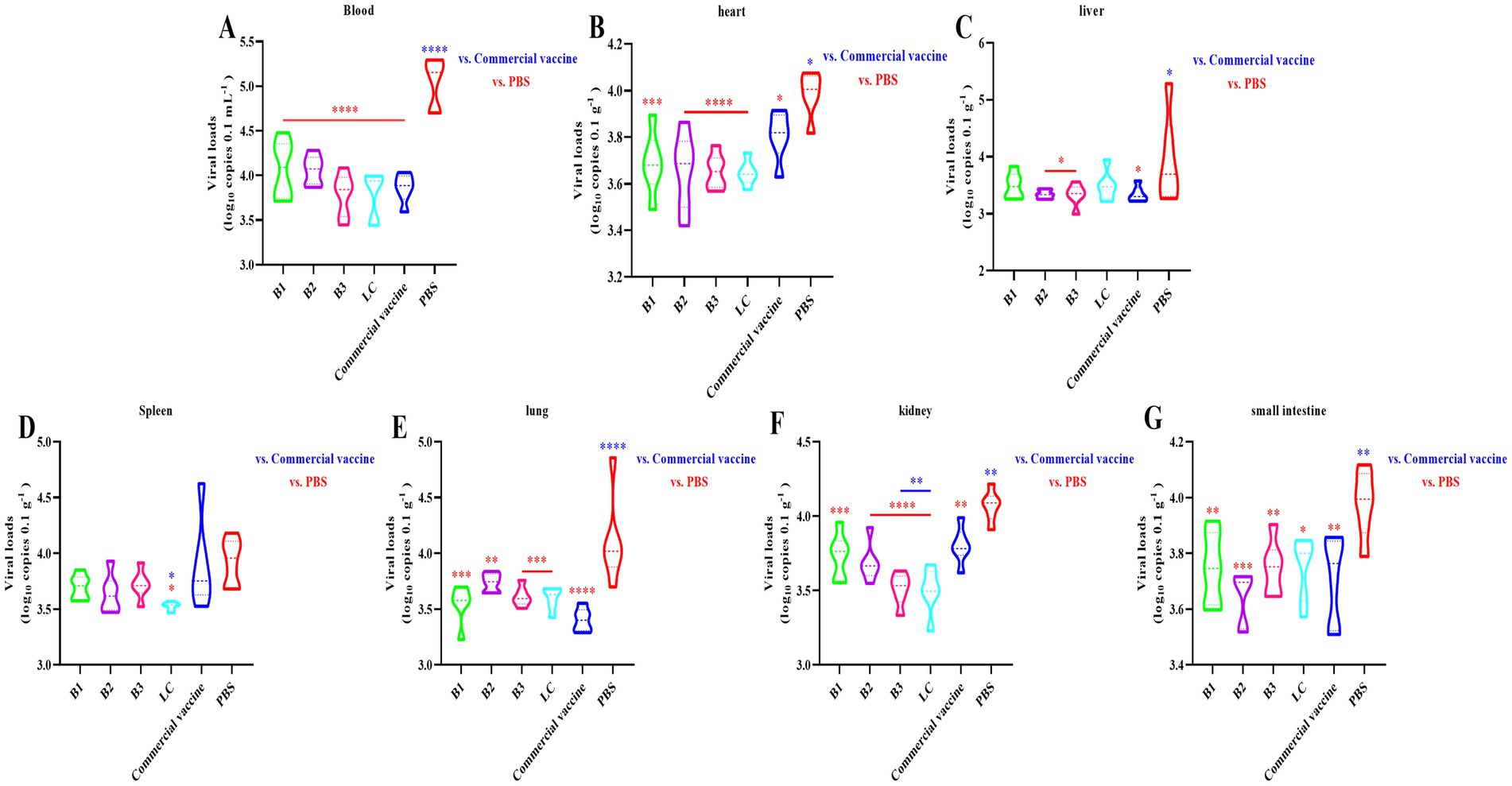 Violin plots illustrating viral loads in various tissues: A) blood, B) heart, C) liver, D) spleen, E) lung, F) kidney, G) small intestine. Different colors represent groups: B1, B2, B3, LC, commercial vaccine, and PBS. Statistical significance is marked with asterisks, comparing experimental groups to commercial vaccine and PBS controls.