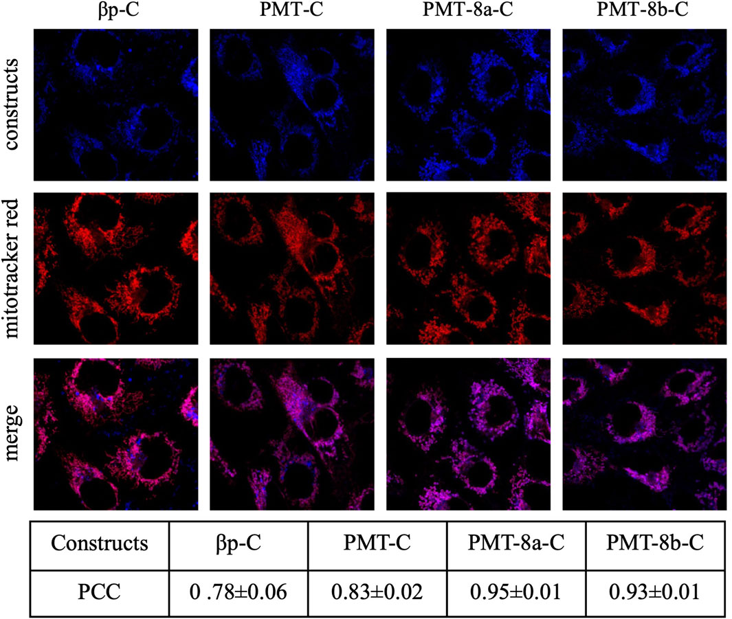 Four panels show cellular images across rows labeled constructs, mitotracker red, and merge for four constructs: βp-C, PMT-C, PMT-8a-C, and PMT-8b-C. The first row displays images highlighting constructs in blue. The second row shows mitochondria in red. The third row merges both colors to illustrate overlap in magenta. A table below lists Pearson correlation coefficients: βp-C (0.78±0.06), PMT-C (0.83±0.02), PMT-8a-C (0.95±0.01), PMT-8b-C (0.93±0.01).