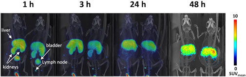 Nuclear imaging of two mice across four time points: 1 hour, 3 hours, 24 hours, and 48 hours. Different organs like liver, kidneys, lymph nodes, and bladder are labeled in the 1-hour image. The color scale indicates activity levels from low (blue) to high (red). Activity decreases in certain organs over time.
