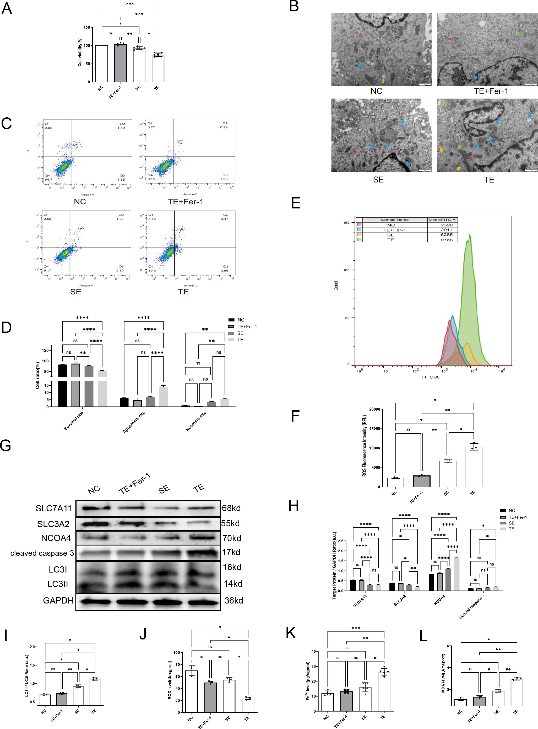 Scientific figure with multiple panels labeled A to L, depicting data from various experiments. Panels include bar graphs (A, D, F, I-L) showing cell viability, cell cycle stages, and molecular expressions; scatter plots (C) representing cell populations; electron microscopy images (B) showing cellular morphology; a histogram (E) of fluorescence intensity; a Western blot (G) displaying protein bands with labels such as SLC7A11 and GAPDH; and quantification graphs (H) related to protein expressions. Statistical significance is indicated with asterisks.