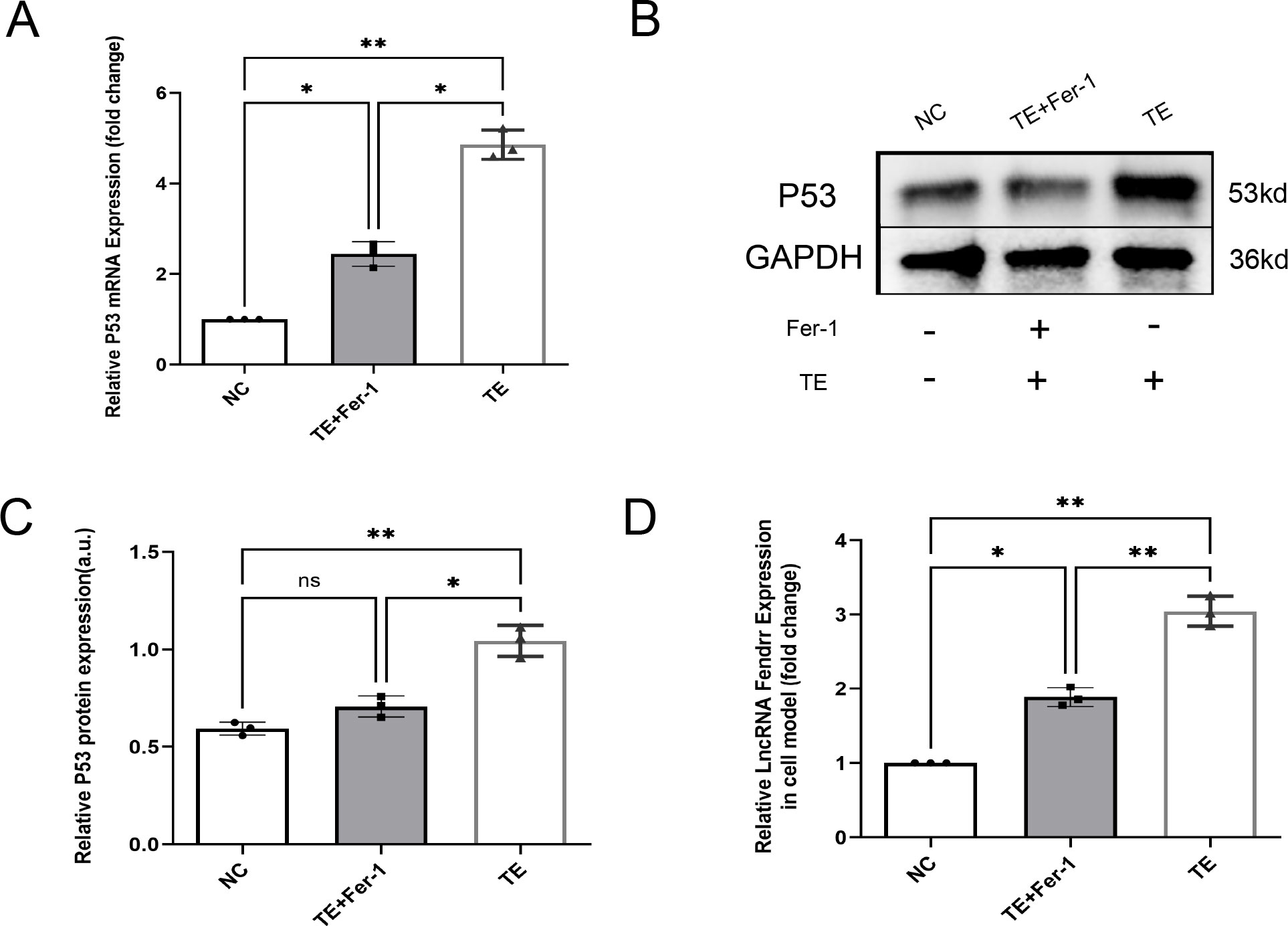 A: Bar graph showing relative P53 mRNA expression with NC, TE+Fer-1, and TE groups. B: Western blot showing P53 and GAPDH protein levels for NC, TE+Fer-1, and TE. C: Bar graph showing relative P53 protein expression with NC, TE+Fer-1, and TE groups. D: Bar graph of relative LncRNA Fendrr expression in cell model for NC, TE+Fer-1, and TE groups. Statistical significance is indicated with asterisks.