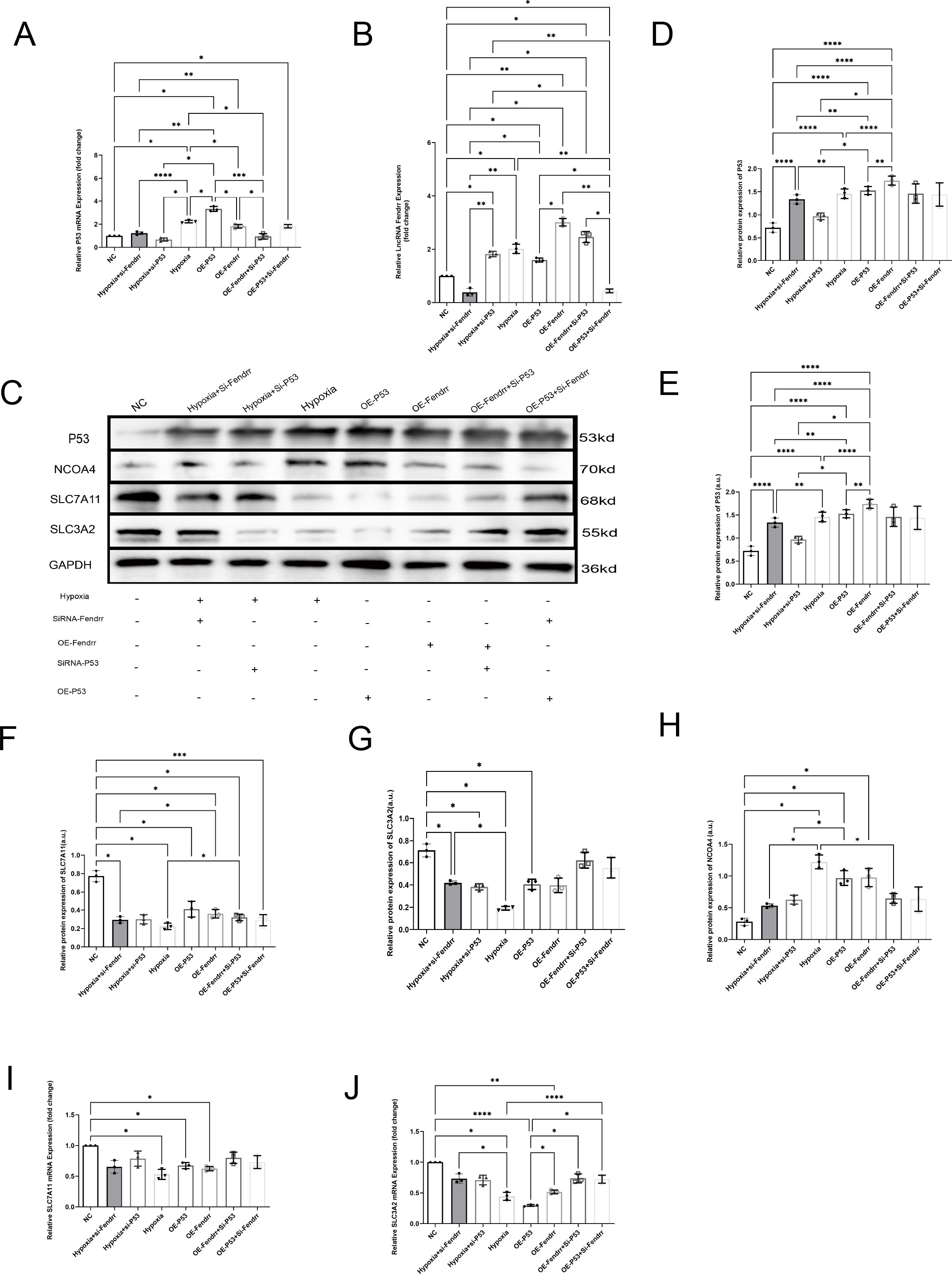 A grid of ten scientific panels labeled A to J, displaying bar graphs and a Western blot analysis of protein and mRNA expression levels under different experimental conditions. The graphs quantify relative expression and include statistical significance markers. Panel C depicts a Western blot with bands for proteins like P53, NCOA4, SLC7A11, and SLC3A2, indicating molecular weights. Experimental conditions involve variables such as hypoxia, overexpression (OE), and siRNA treatments. Panels show comparisons across conditions, highlighting differences in expression levels.