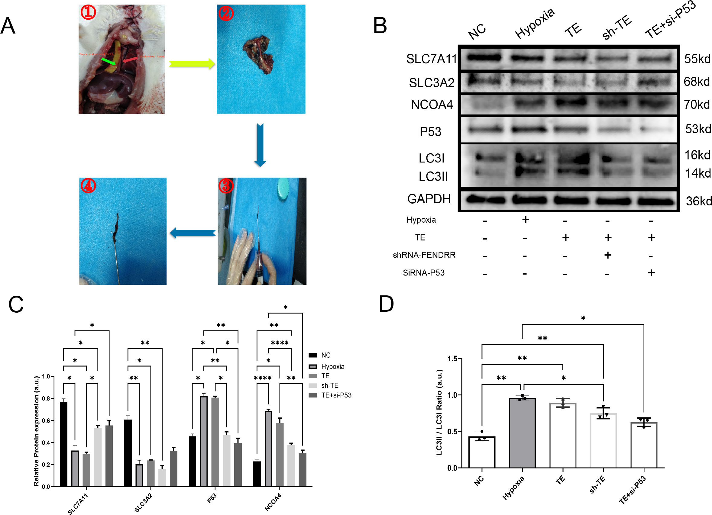 Panel A shows a sequence of four images depicting a surgical procedure on a rodent, emphasizing tissue extraction and processing. Panel B presents a Western blot analysis displaying protein expression levels across different conditions, including NC, Hypoxia, TE, sh-TE, and TE plus si-P53, with proteins like SLC7A11, SLC3A2, NCOA4, P53, LC3I, LC3II, and GAPDH. Panels C and D illustrate bar graphs comparing relative protein expression levels, highlighting differences through statistical significance indicators, marked by asterisks.