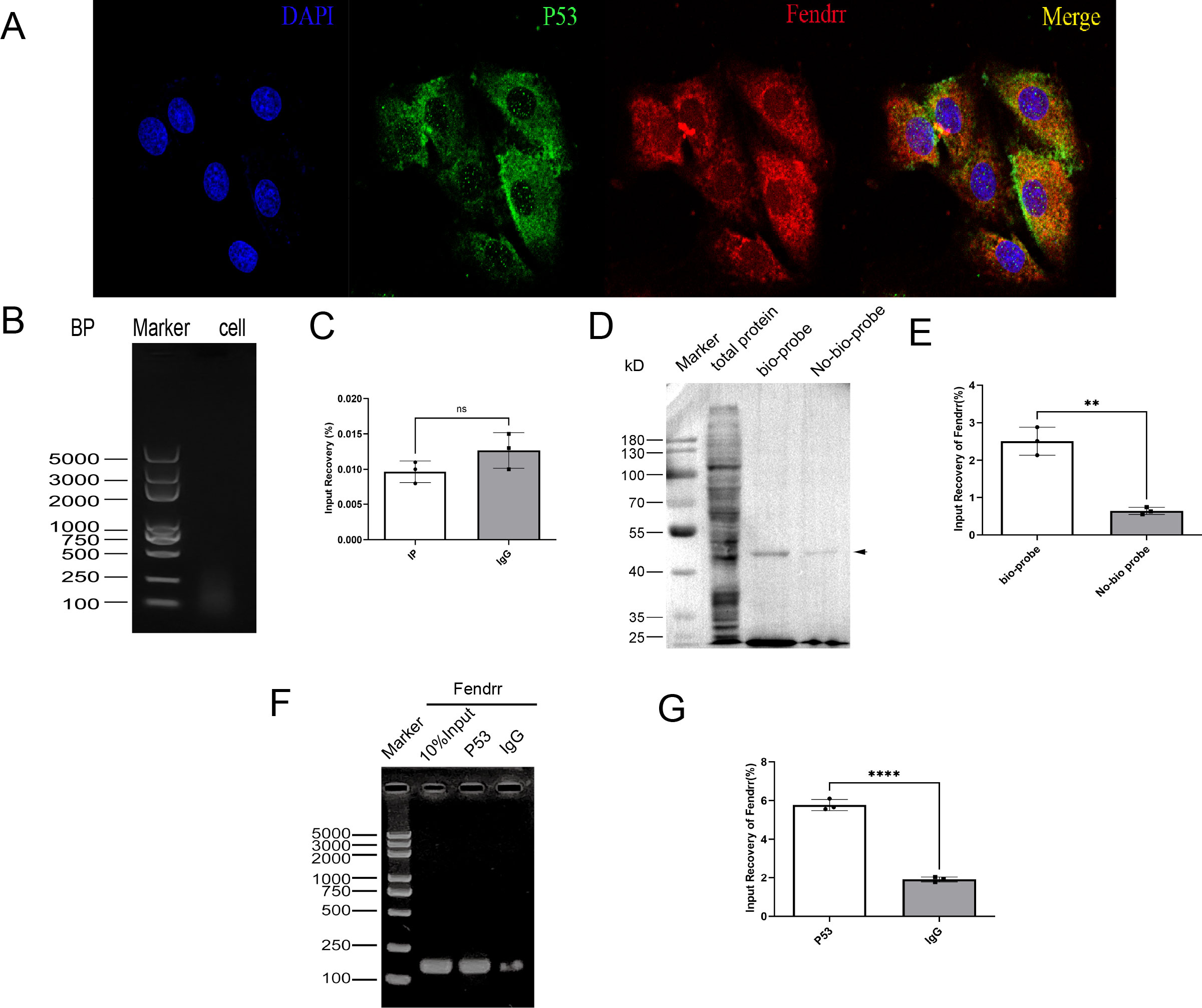 Panel A shows fluorescent staining of cells with DAPI in blue, P53 in green, Fendrr in red, and a merged image. Panel B displays a DNA gel electrophoresis with bands and markers. Panel C has a bar graph comparing percent input recovery with error bars labeled IP and IgG, showing no significant difference. Panel D illustrates a protein gel with markers comparing total protein, bio-probe, and no-bio-probe, with an arrow indicating a specific band. Panel E presents a bar graph showing significant differences in the percent input recovery of Fendrr between bio-probe and no-bio-probe. Panel F shows another gel electrophoresis for Fendrr with markers. Panel G is a bar graph comparing percent input recovery of Fendrr between P53 and IgG, indicating a significant difference.