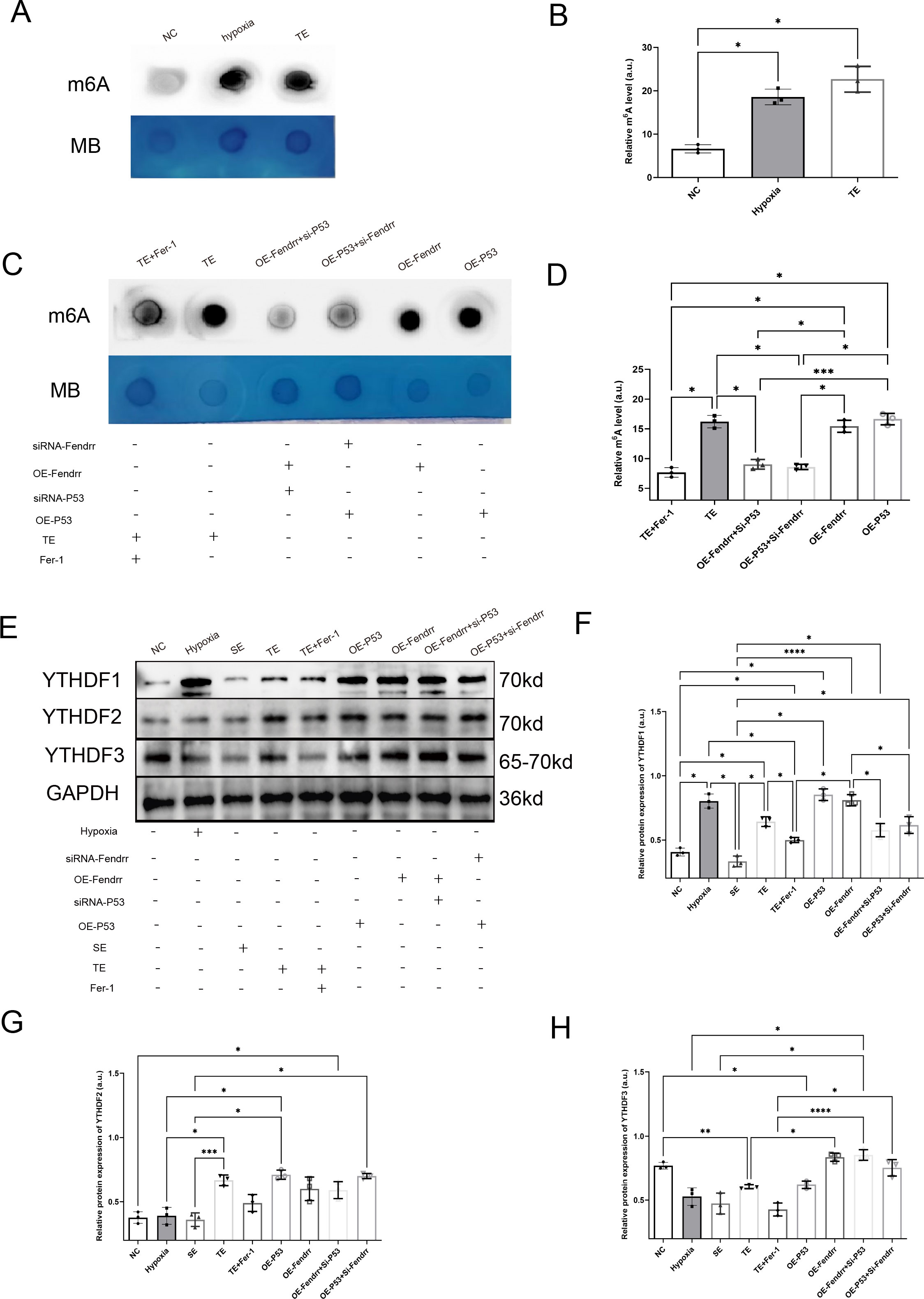 Series of scientific panels showing experimental results. Panel A displays dot blots for m6A and MB under NC, hypoxia, and TE conditions. Panel B is a bar graph quantifying m6A levels from panel A, with significant differences indicated. Panel C shows dot blots for various conditions involving Fendrr, P53, and Fer-1. Panel D is a bar graph analyzing m6A levels from panel C with significant comparisons marked. Panel E shows Western blots for YTHDF1, YTHDF2, YTHDF3, and GAPDH across different experimental setups. Panels F, G, and H are bar graphs summarizing protein expression levels, with statistical significance noted.