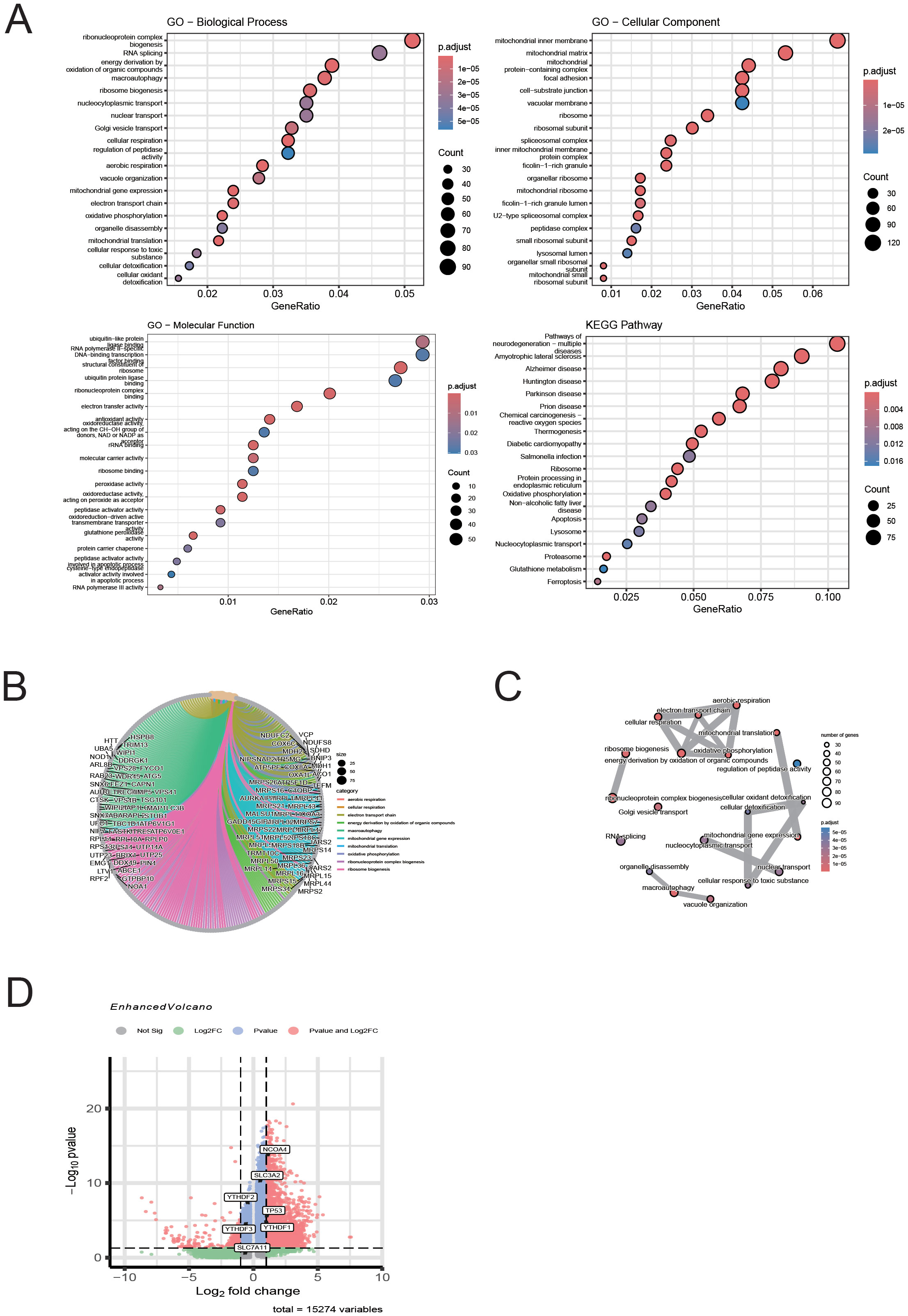 Panel A shows four bubble charts illustrating gene set enrichment for Biological Process, Cellular Component, Molecular Function, and KEGG Pathway, with varying sizes representing gene counts and colors indicating adjusted p-values. Panel B displays a circular plot with segments for gene categories and lines connecting genes, colored by category. Panel C is a network graph showing the interaction between gene sets and components with circles sized by gene number. Panel D is a volcano plot showing log2 fold change versus negative log10 p-values for 15,274 variables, highlighting significant genes.