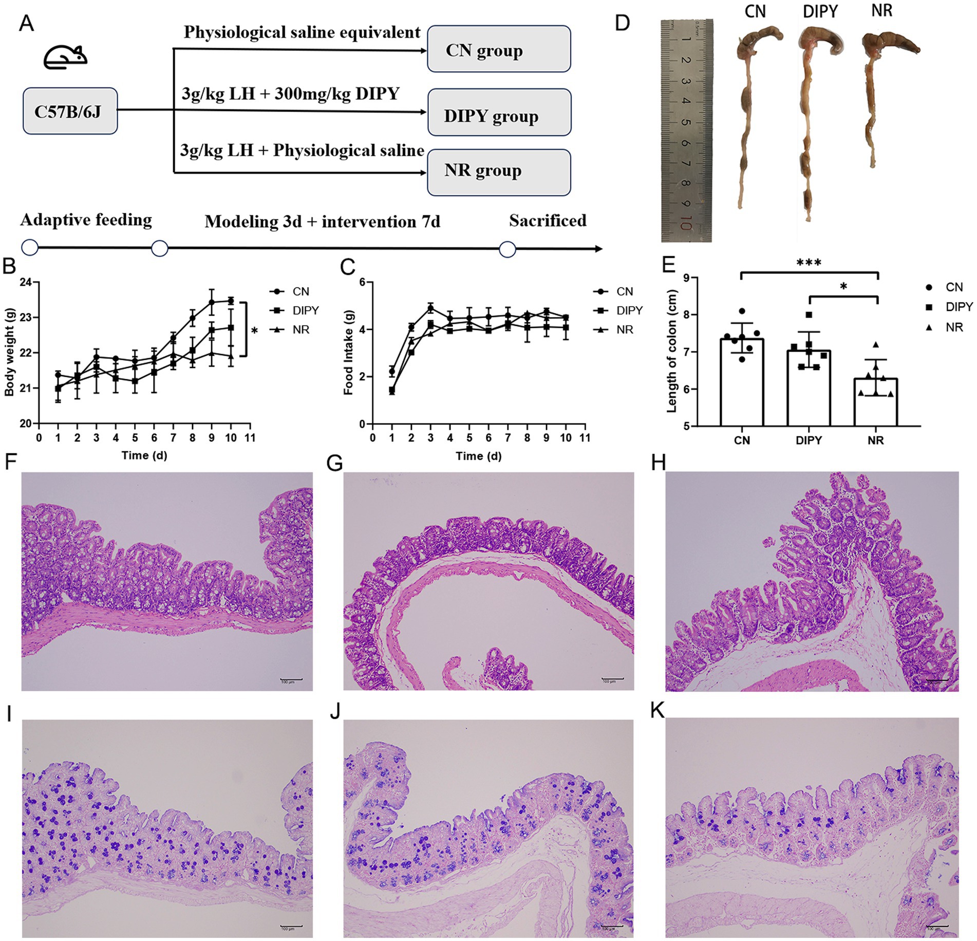 Diagram of an experimental study with mice groups (CN, DIPY, NR) receiving varying treatments. Graphs show body weight and food intake over time. A bar graph details colon lengths, indicating statistical significance. Images F to K display histological colon sections stained for analysis. A ruler next to dissected colons indicates measurement.