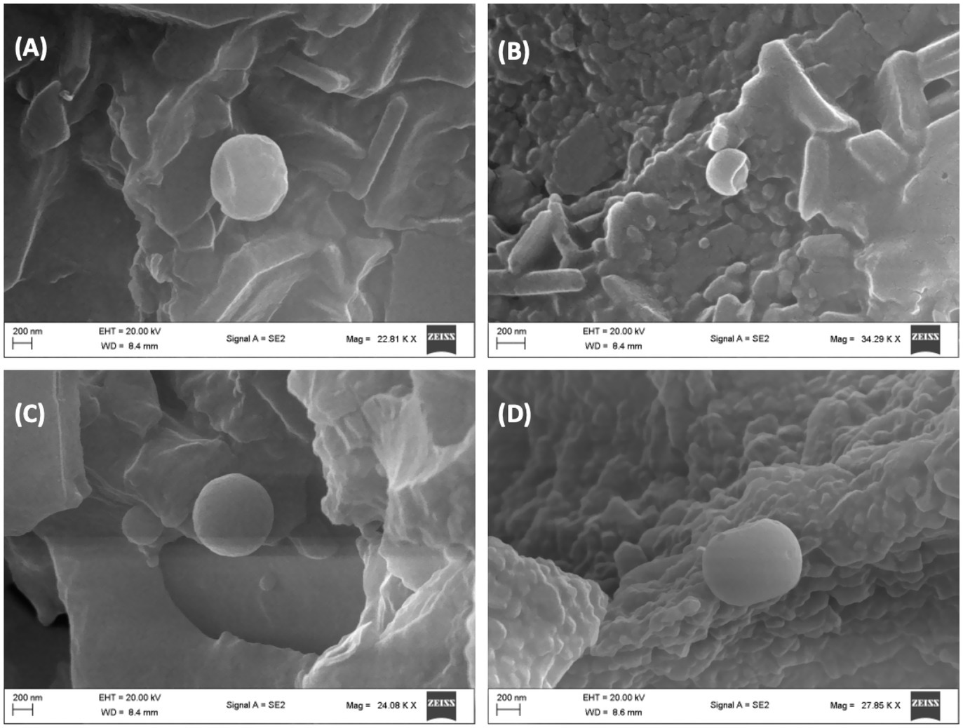Four scanning electron microscope (SEM) images labeled A, B, C, and D. Each image displays spherical particles on various textured surfaces. Image A shows a prominent round particle on a rough surface at 22.81K magnification. Image B depicts a smaller particle among irregular shapes at 34.29K magnification. Image C highlights another round particle on a layered texture at 24.08K magnification. Image D features a round particle on a densely textured surface at 27.85K magnification. All images include scale bars indicating 200 nm.