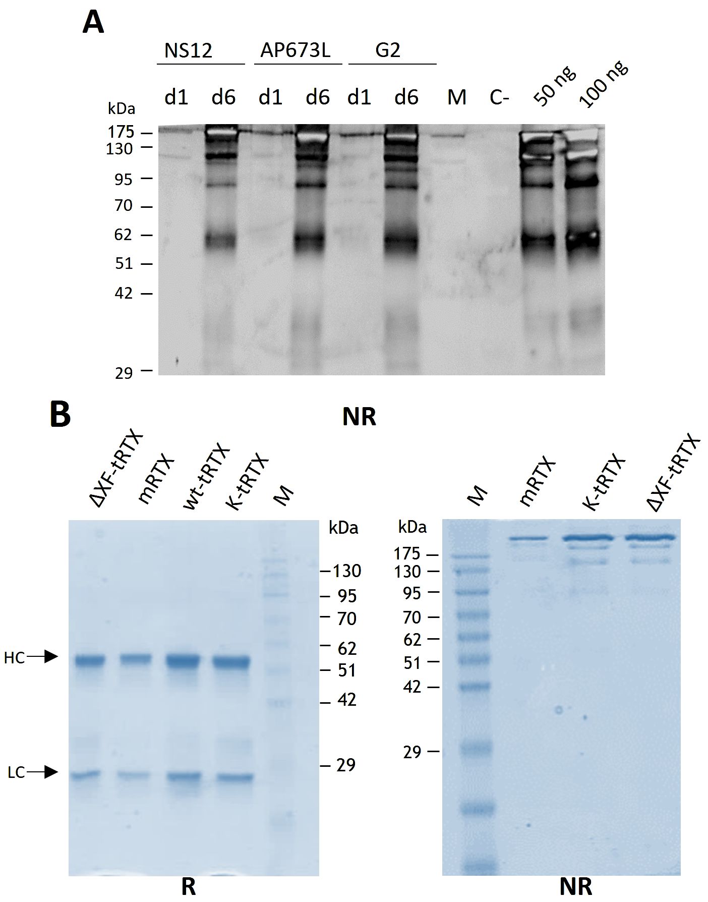 Western blot (upper panel) and two SDS-PAGE gels (lower panel, left to right side) with bands corresponding to the expressed mAbs. The band positions align with the expected molecular weights, as indicated by the molecular weight markers.