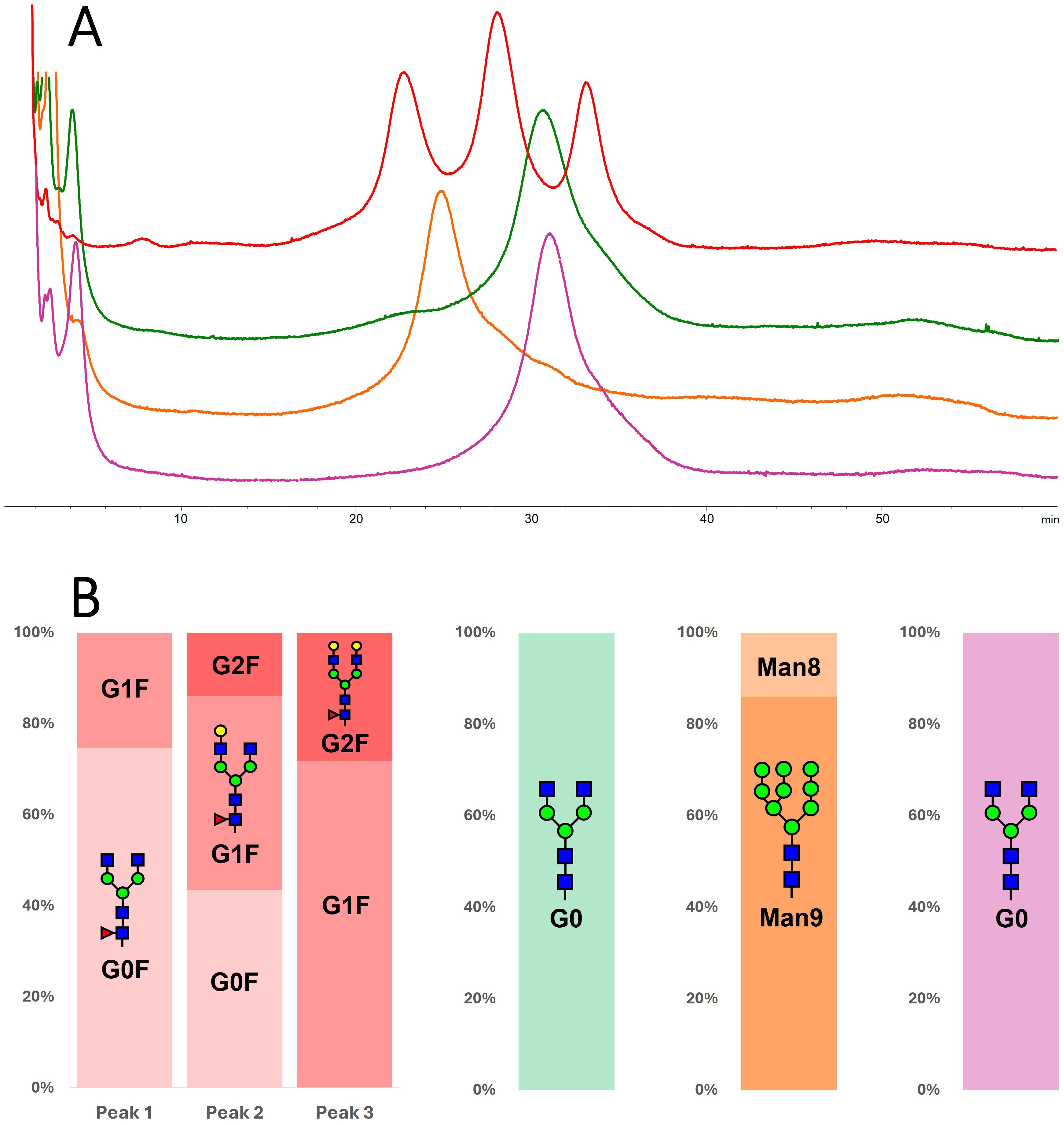Comparison of chromatograms obtained using the FcγRIIIa column for mRTX and plantibodies (upper panel). The overlapped traces display distinct elution profiles for the samples, with three peaks for mRTX and a single peak at different retention times for all the plantibodies. The lower part of the figure consists in column charts showing the glycoform percentage composition of each chromatographic peak for each sample.