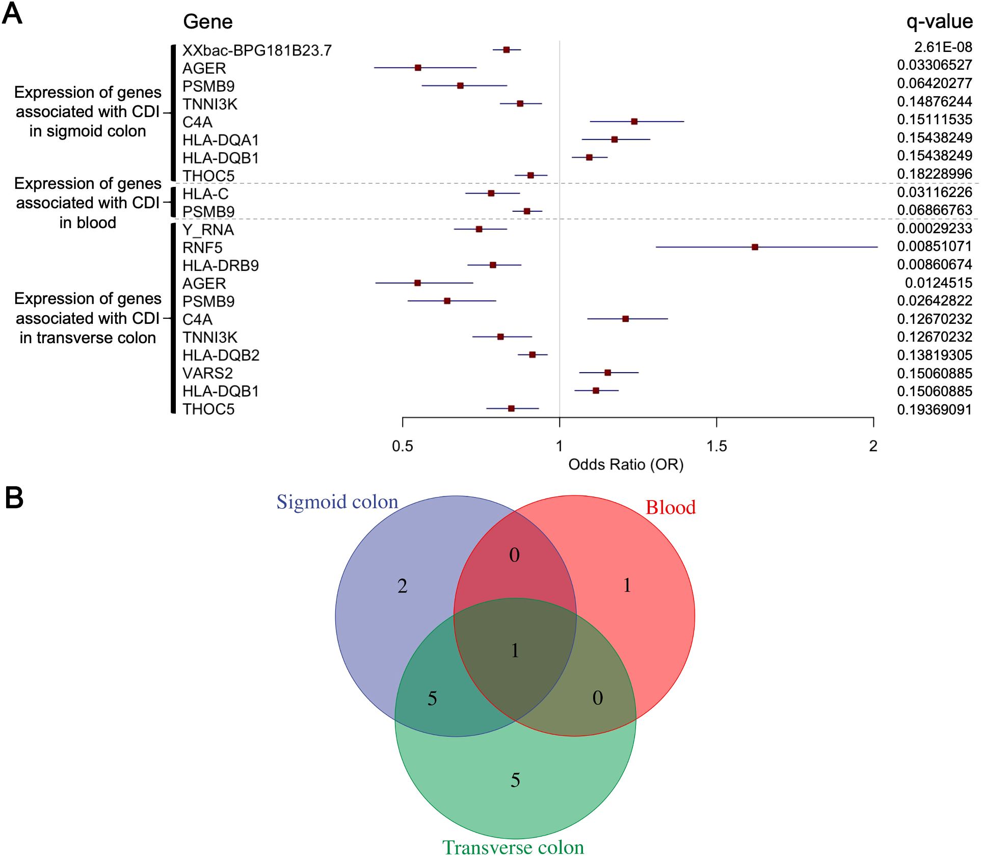 Panel A is a forest plot showing the expression of genes associated with CDI in the sigmoid colon, blood, and transverse colon, with odds ratios and q-values. Panel B is a Venn diagram illustrating the overlap of gene expression between the sigmoid colon, blood, and transverse colon, showing intersections and unique gene counts.