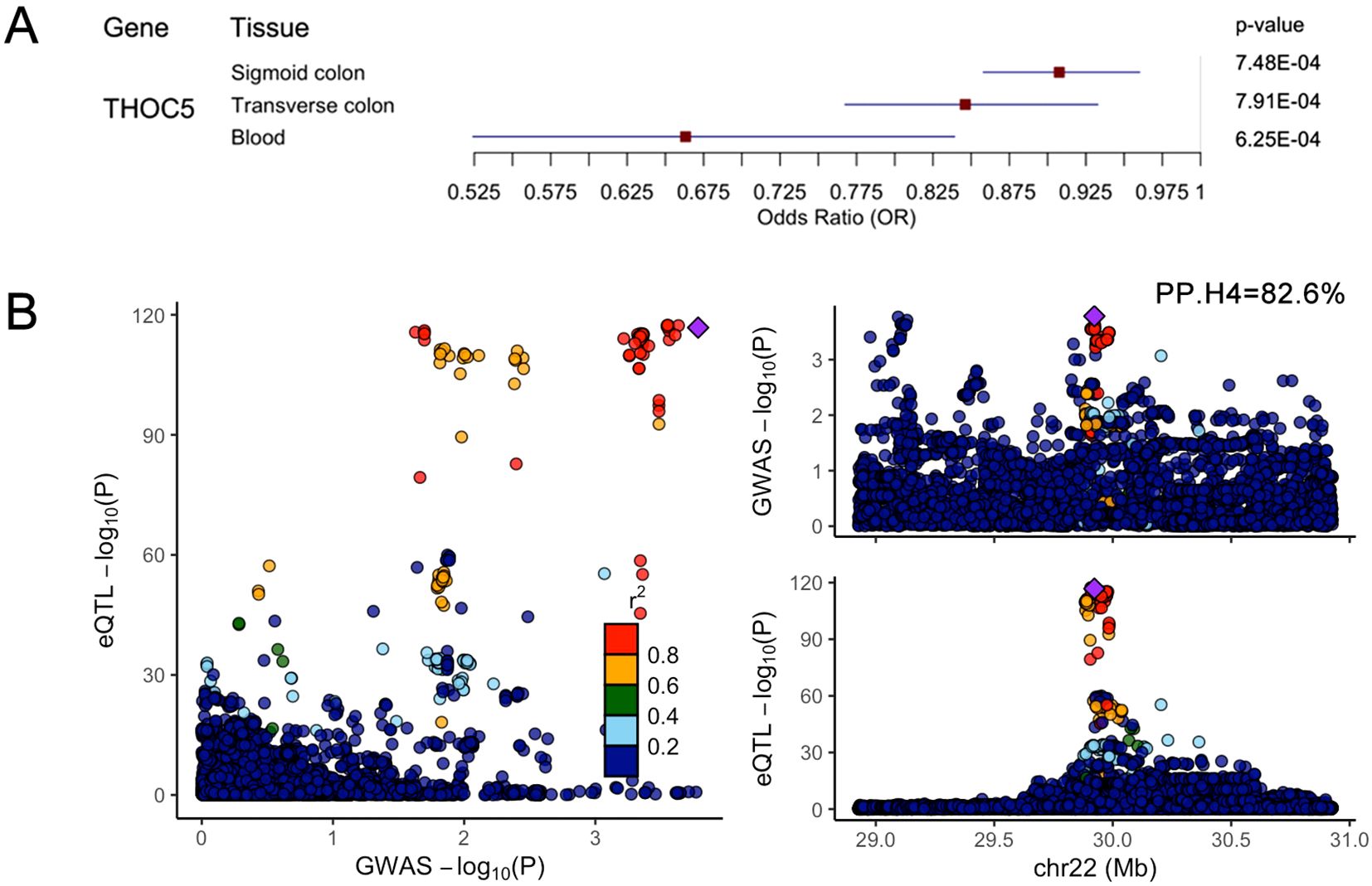 Genetic data visualization consisting of two panels. Panel A displays odds ratios for the THOC5 gene across various tissues, with values for sigmoid colon, transverse colon, and blood. Panel B features scatter plots of eQTL versus GWAS p-values, showing a range of data points with a color gradient indicating correlation strength. Insets provide focused views on specific genomic regions, labeled with PP.H4 equals 82.6 percent.