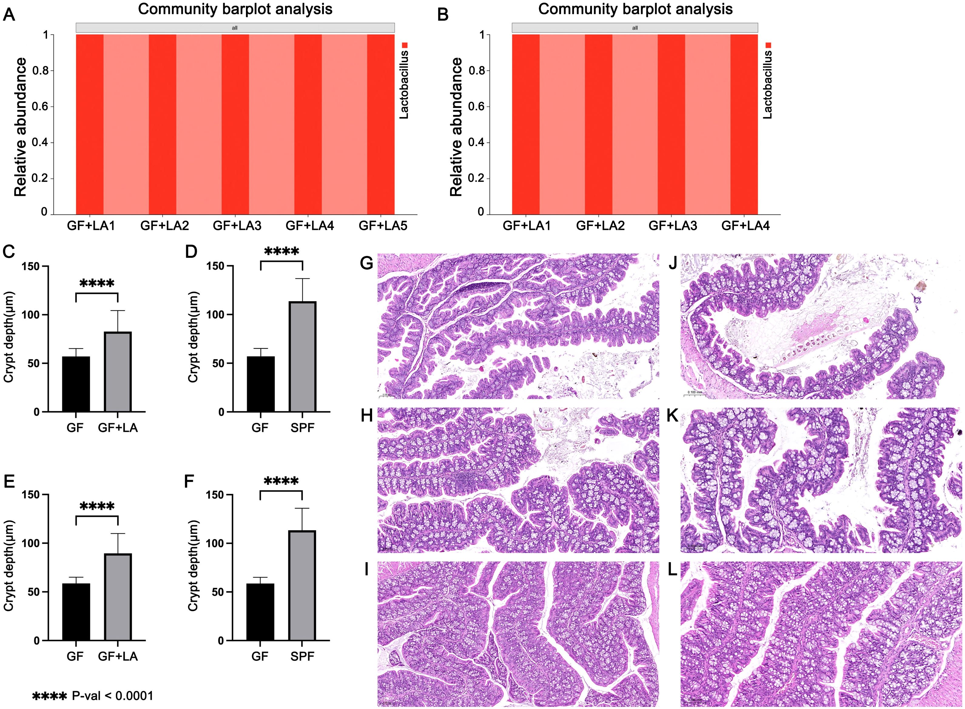 Barplot analysis (A, B) shows the relative abundance of Lactobacillus across samples GF+LA1 to GF+LA5. Graphs (C-F) compare crypt depth in micrometers between different groups: GF vs. GF+LA and GF vs. SPF, with significant differences indicated. Microscopic images (G-L) display histological sections of intestinal tissues, highlighting structural differences.