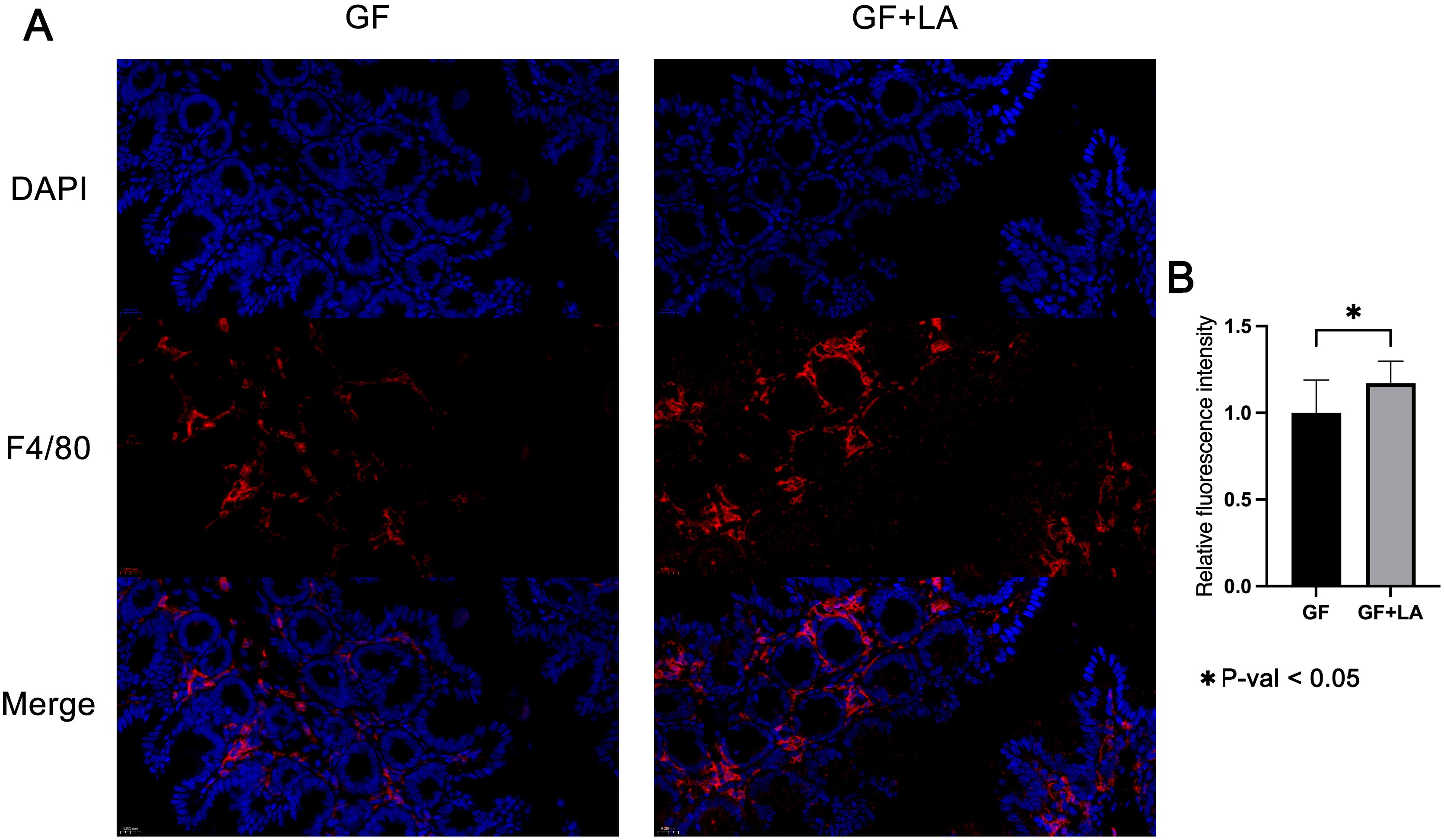 Fluorescence microscopy images showing gut sections stained with DAPI in blue, highlighting cell nuclei, and F4/80 in red, marking macrophages. The left panel represents GF (germ-free) samples, and the right panel represents GF+LA (Lactic Acid) samples. A bar graph on the right (B) displays relative fluorescence intensity for both conditions, with asterisk indicating a significant difference (p-value less than 0.05).