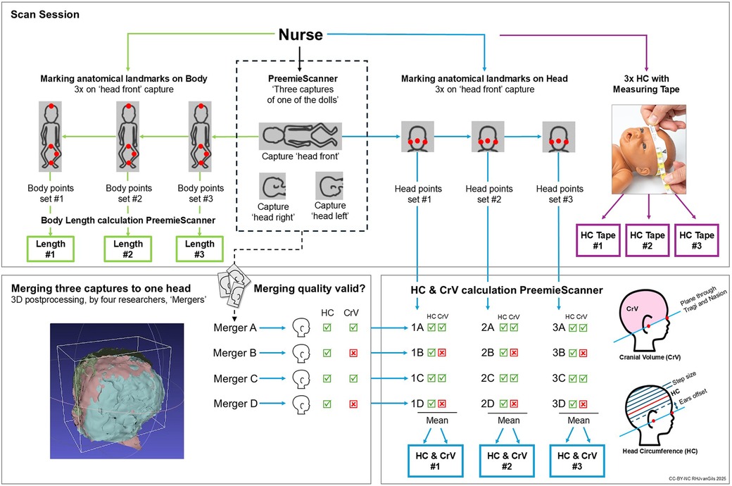 Flowchart illustrating a scan session with steps for using the PreemieScanner. Includes marking anatomical landmarks on a model, capturing images, and measuring with a tape. Merging and quality validation processes are detailed, alongside diagrams for cranial volume and head circumference calculations.