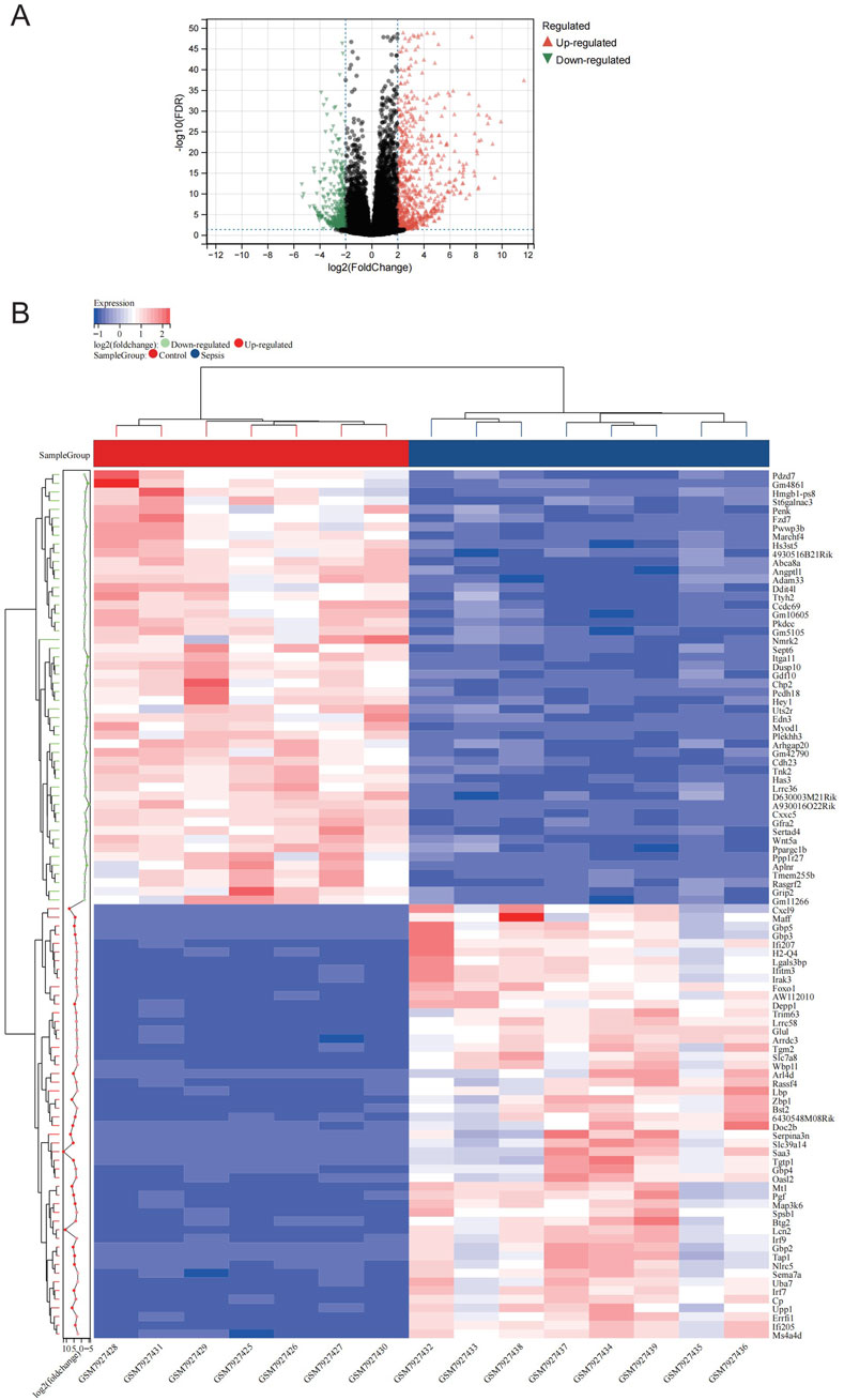 Panel A shows a volcano plot with log2 fold change against -log10 false discovery rate, highlighting significantly upregulated genes in red and downregulated genes in green. Panel B is a heatmap depicting gene expression levels across samples, with red indicating upregulation and blue indicating downregulation, clustered by sample group into control and sepsis categories.