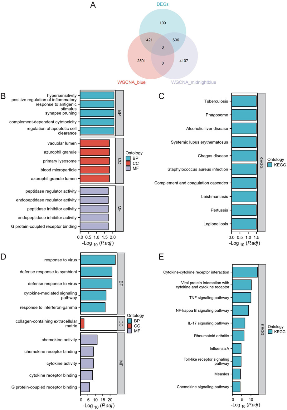 Venn diagram and bar charts displaying gene ontology and KEGG pathway analyses. Panel A shows overlapping genes in three datasets. Panels B and D display bar charts of biological processes (BP), cellular components (CC), and molecular functions (MF) with significance levels. Panels C and E show KEGG pathway analyses for diseases and signaling pathways. Chart colors indicate ontology categories: BP (blue), CC (red), MF (purple), and KEGG (teal).