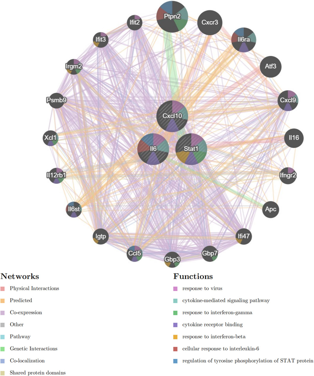 Network graph illustrating interactions between various proteins, depicted as nodes labeled with abbreviations. Colored lines represent different network types: physical interactions, predictions, co-expression, pathways, genetic interactions, co-localization, and shared protein domains. Functions are color-coded: response to virus, cytokine-mediated signaling, response to interferon-gamma and interferon-beta, cytokine receptor binding, cellular response to interleukin-6, and regulation of tyrosine phosphorylation of STAT protein.