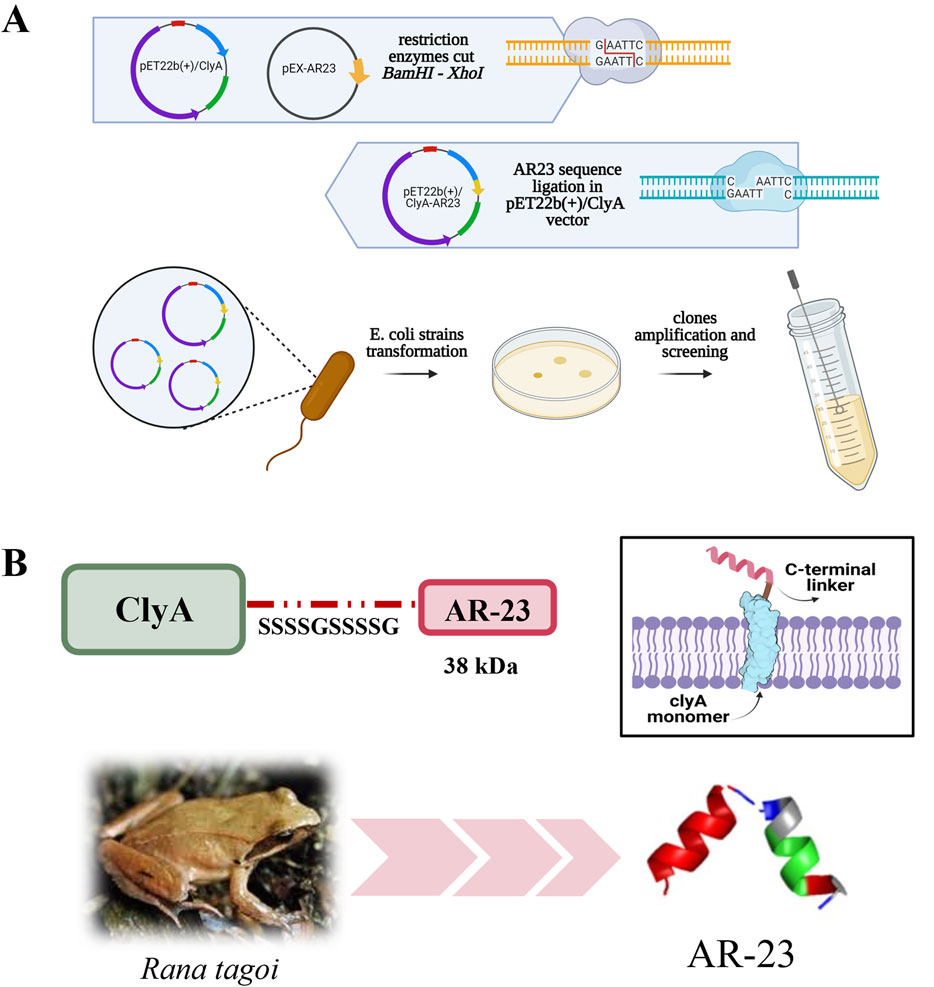 Diagram illustrating a two-part scientific process. Part A shows the DNA cloning process: restriction enzymes cut vectors, ligation occurs, resulting plasmids are transformed into E. coli, followed by clone amplification and screening. Part B depicts AR-23 peptide identification from the frog Rana tagoi with a schematic of ClyA-AR23 fusion, showing the AR-23 sequence linked to ClyA, a membrane monomer, with a depiction of the frog species.