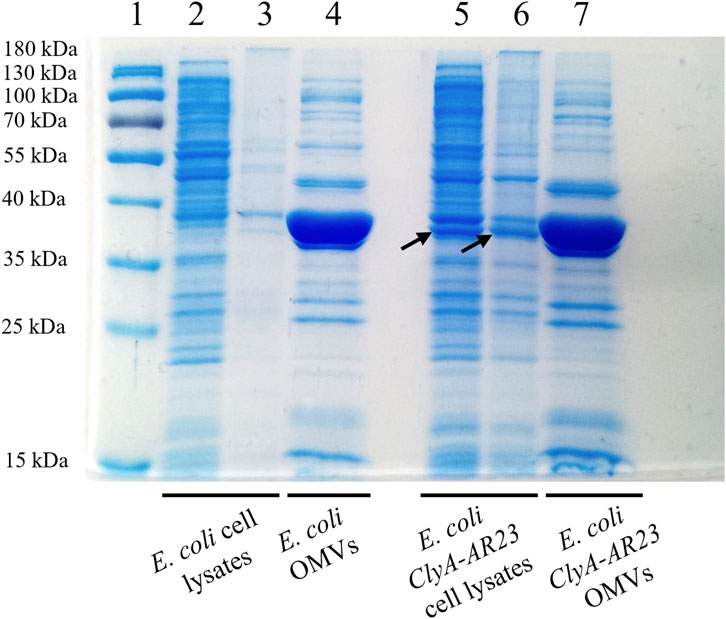 SDS-PAGE gel image showing protein bands in seven lanes, labeled 1 to 7. Lanes 1 and 2 contain E. coli cell lysates, lane 3 is E. coli OMVs, lanes 4 and 5 are E. coli ClyA-AR23 cell lysates, and lanes 6 and 7 are E. coli ClyA-AR23 OMVs. Molecular weight markers at the left range from 15 kDa to 180 kDa. Arrows point to specific bands in lanes 5 and 6.