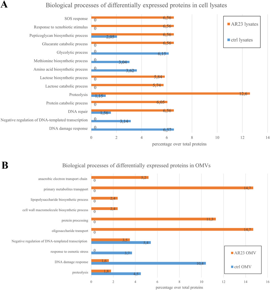 Bar charts compare biological processes of differentially expressed proteins in cell lysates and OMVs. Chart A shows processes like SOS response and protein catabolic process. Chart B illustrates processes such as anaerobic electron transport chain and proteolysis. Data is represented for AR23 and control samples in both charts.