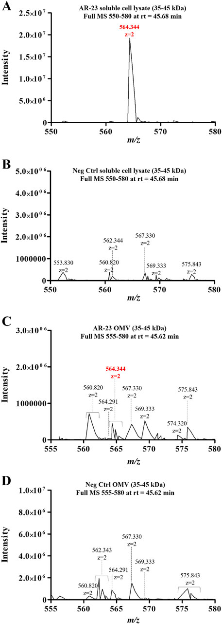 Four mass spectrometry graphs labeled A to D display intensity versus m/z ratios for AR-23 and control samples. Graph A shows AR-23 soluble cell lysate with a prominent peak at m/z 564.344. Graph B depicts negative control soluble lysate with peaks at m/z 553.830, 562.344, and others. Graph C represents AR-23 OMV with a main peak at m/z 564.344, alongside minor peaks. Graph D shows negative control OMV with multiple peaks, including m/z 560.820 and 567.330. All graphs analyze m/z 550-580 and involve samples ranging from 35-45 kDa.