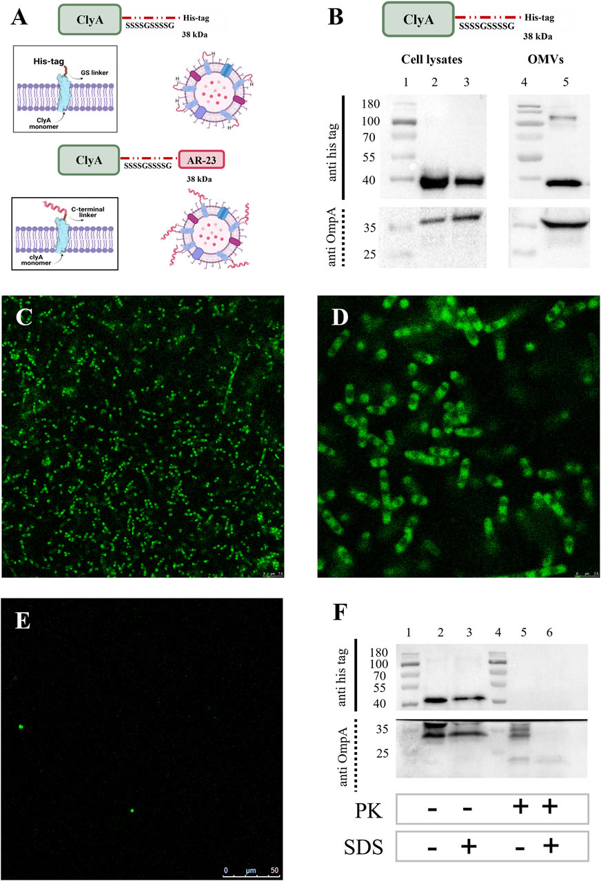 Diagram and images showing experimental analysis of ClyA protein. Panel A illustrates ClyA constructs with His-tag and AR-23. Panel B presents Western blot results of cell lysates and outer membrane vesicles (OMVs), indicating protein bands. Panels C to E display fluorescence microscopy images of green fluorophores, with varying densities and formations. Panel F shows another Western blot analysis comparing treatment effects with PK and SDS.