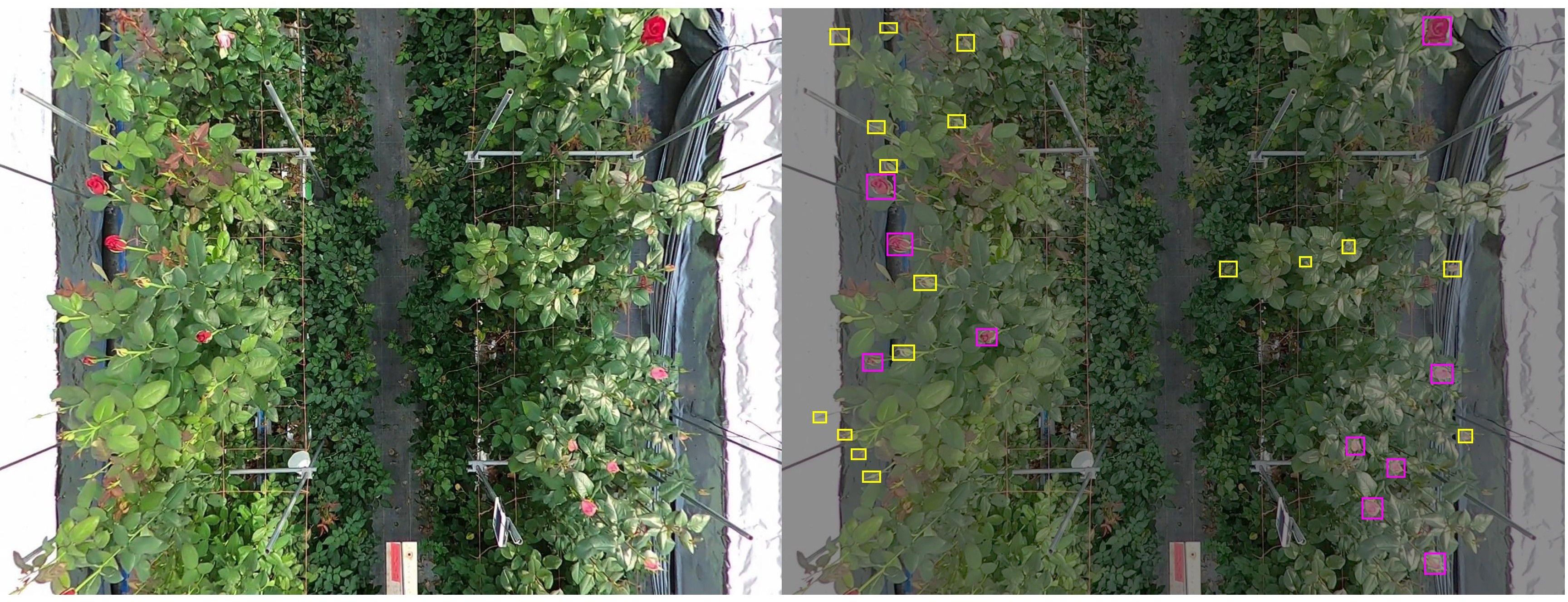 Two side-by-side images of a garden bed with dense green foliage and blooming red roses. The right image features yellow and magenta boxes highlighting specific areas on the plants, indicating areas of interest or study.