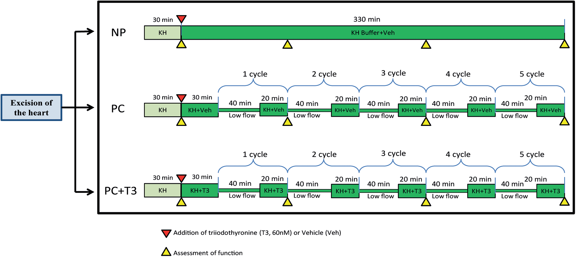 Flowchart depicting experimental protocols after heart excision, including NP, PC, and PC+T3. NP involves a 330-minute KH Buffer perfusion period with Vehicle treatment. PC and PC+T3 both undergo cycles of 30-minute KH, 30-minute KH with Vehicle or T3, perfusion followed by intermittent low-flow phases. Red triangles indicate T3 or Vehicle addition, yellow triangles mark function assessments.